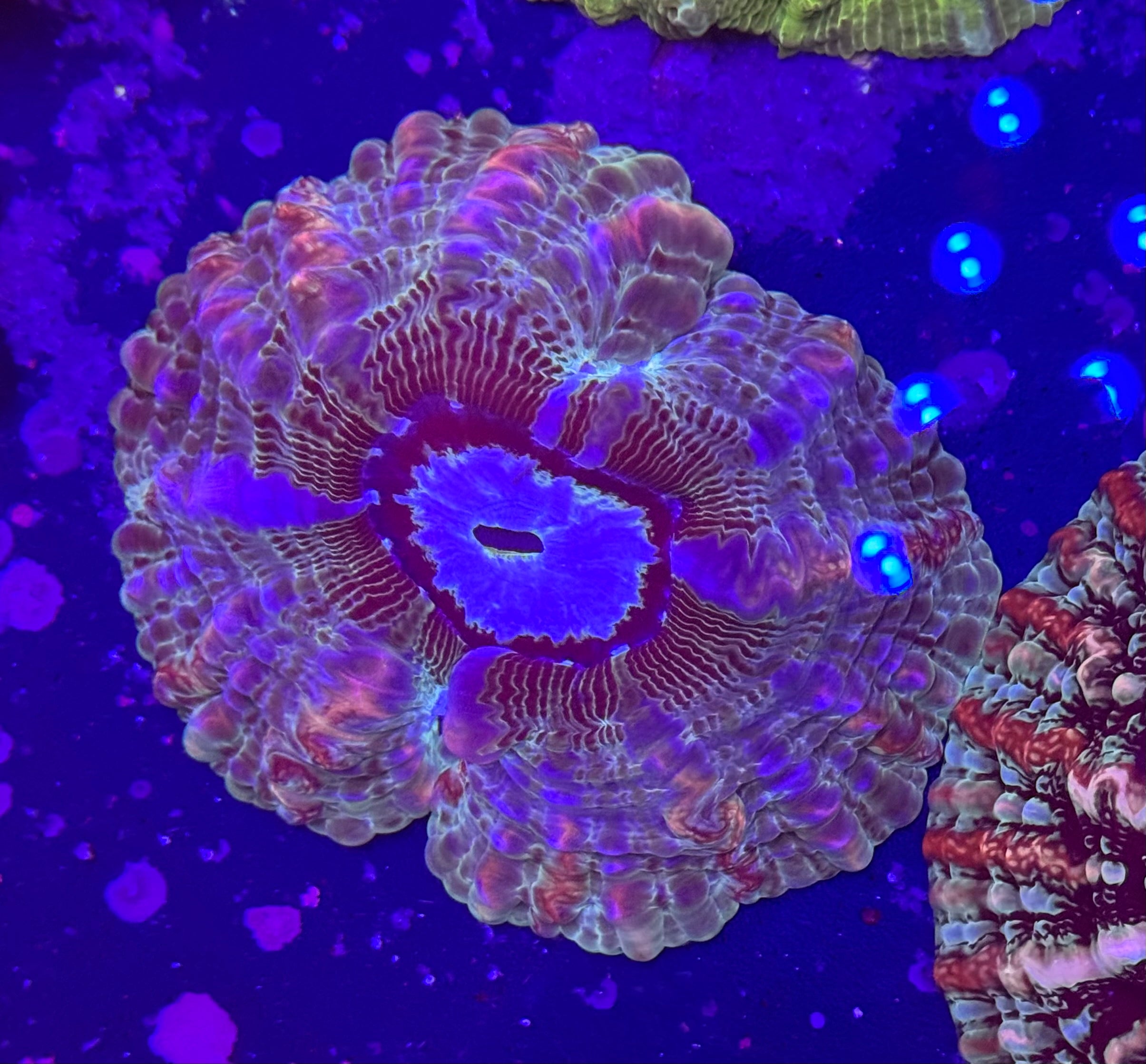 Rainbow Indophyllia Meat Coral