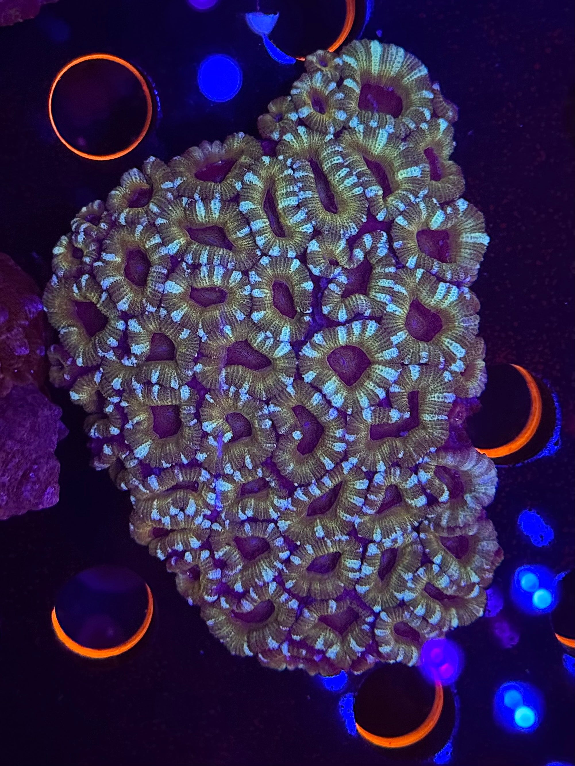 Black Hole Sun Ultra Acan Colony