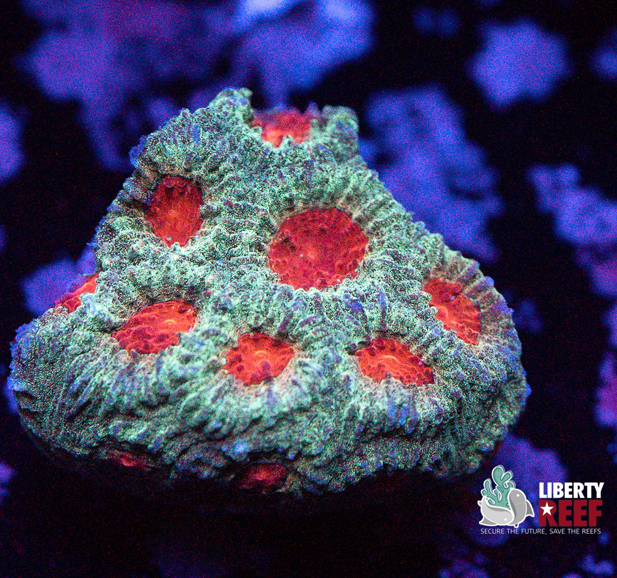 Online Auction 9/5