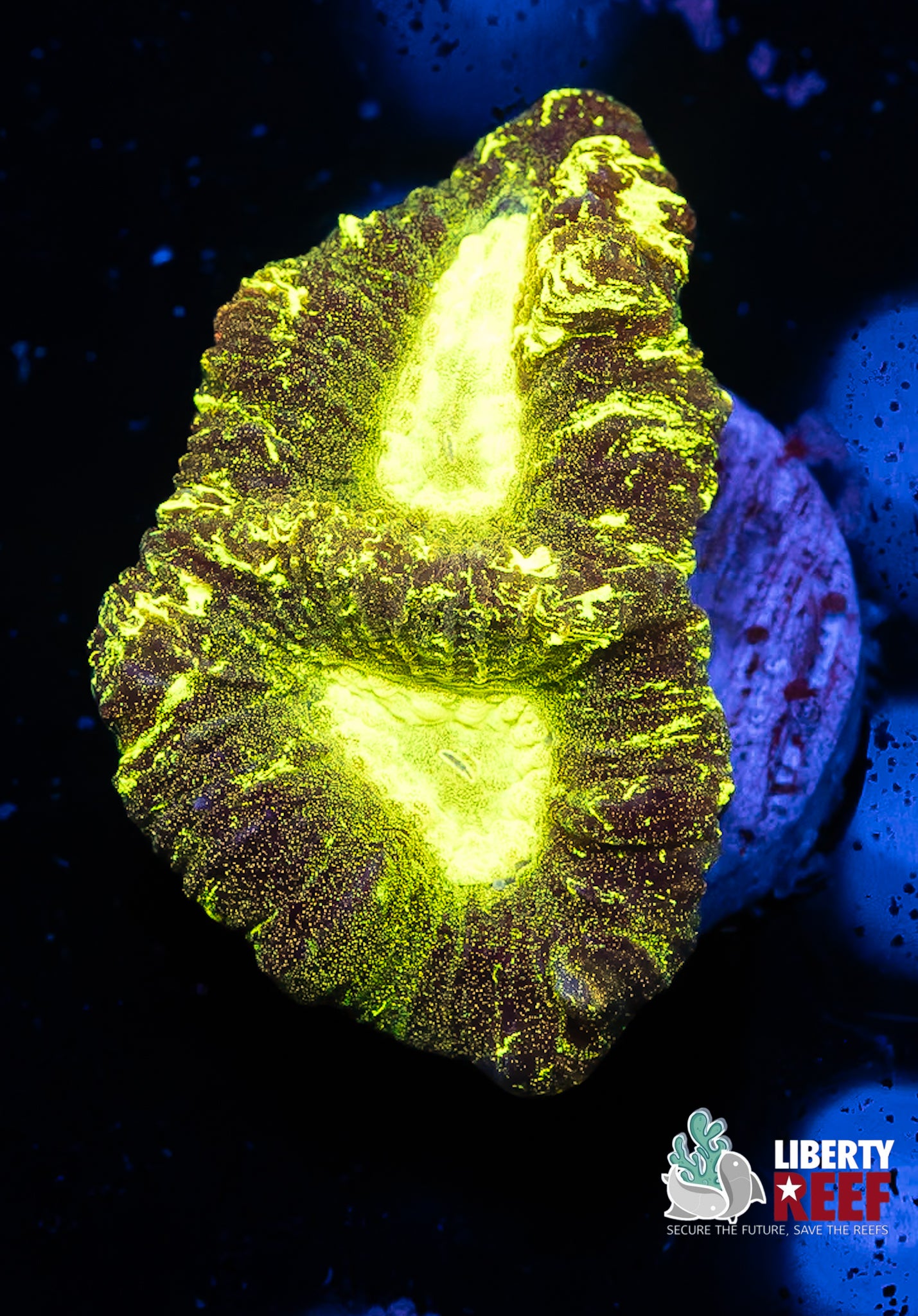Predator Blood Favia