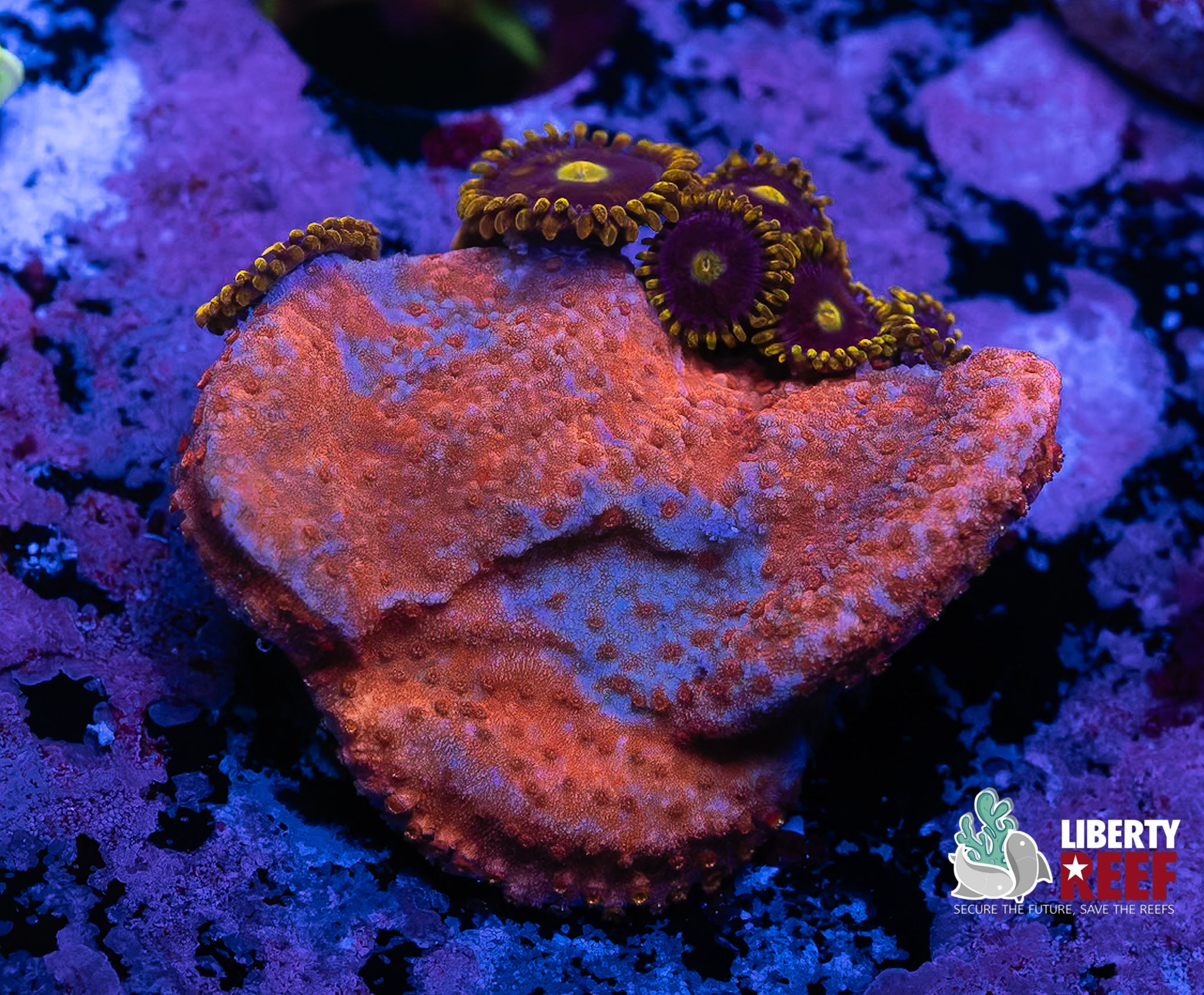 Red Monti / Bid R Bozo Zoas