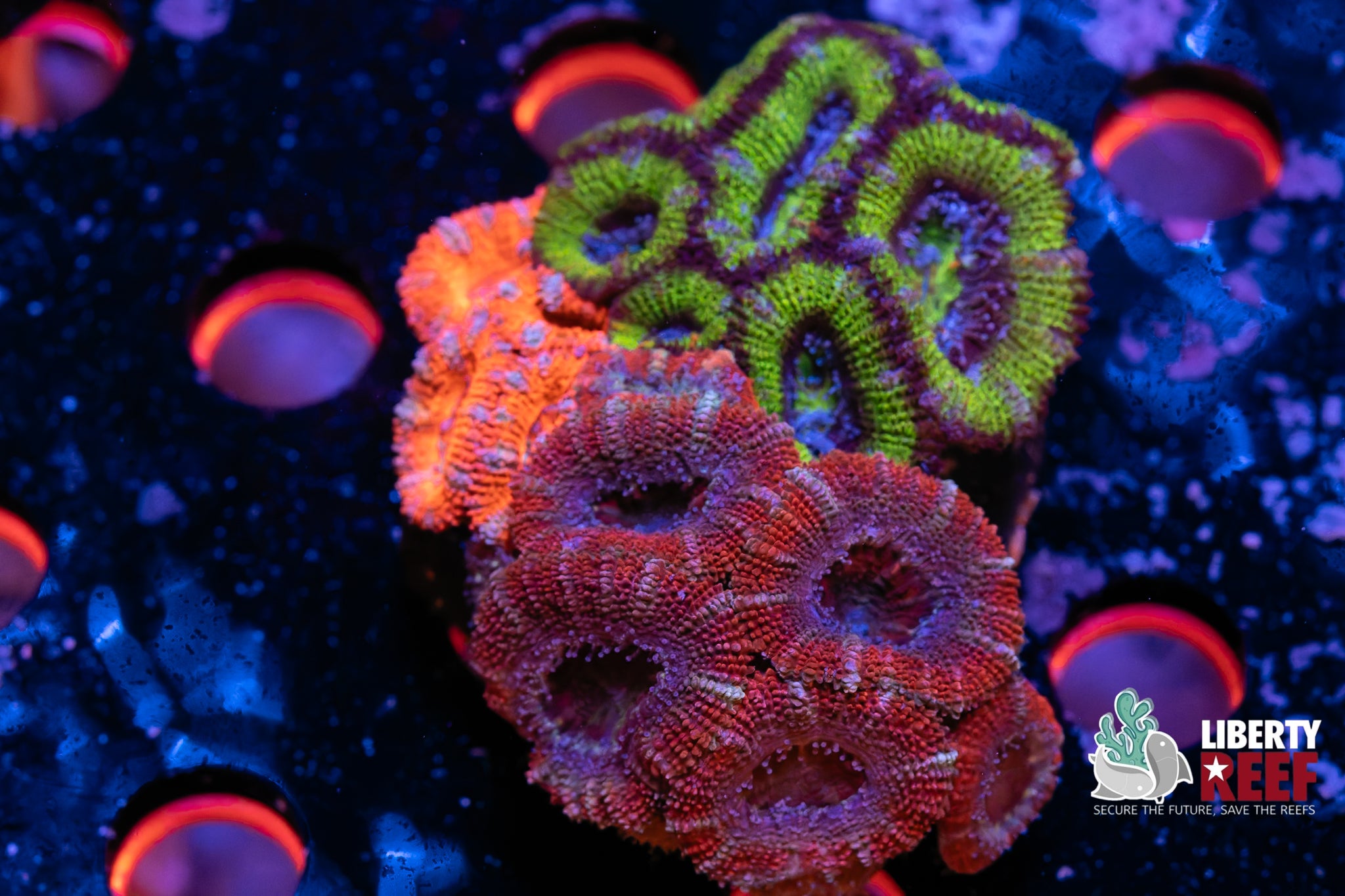 Ultra Acan Garden