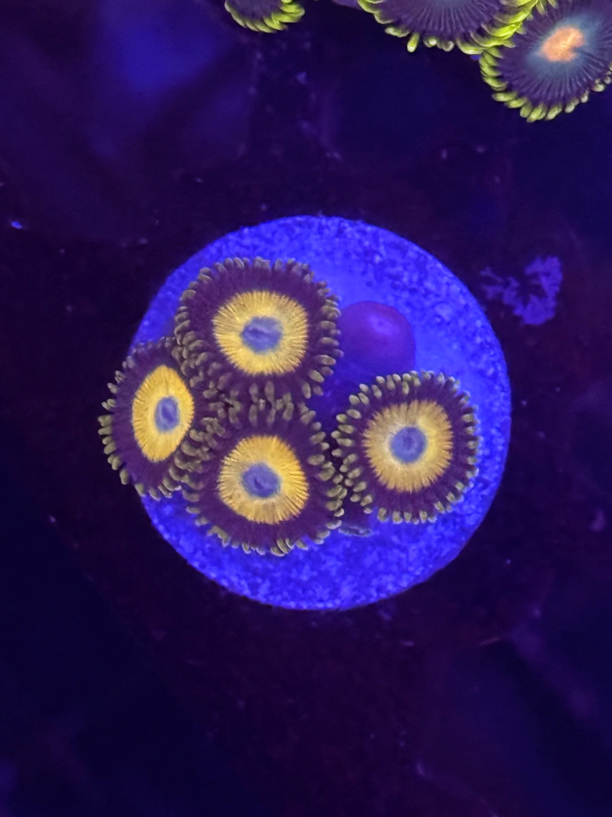 Scrambled Egg Zoas