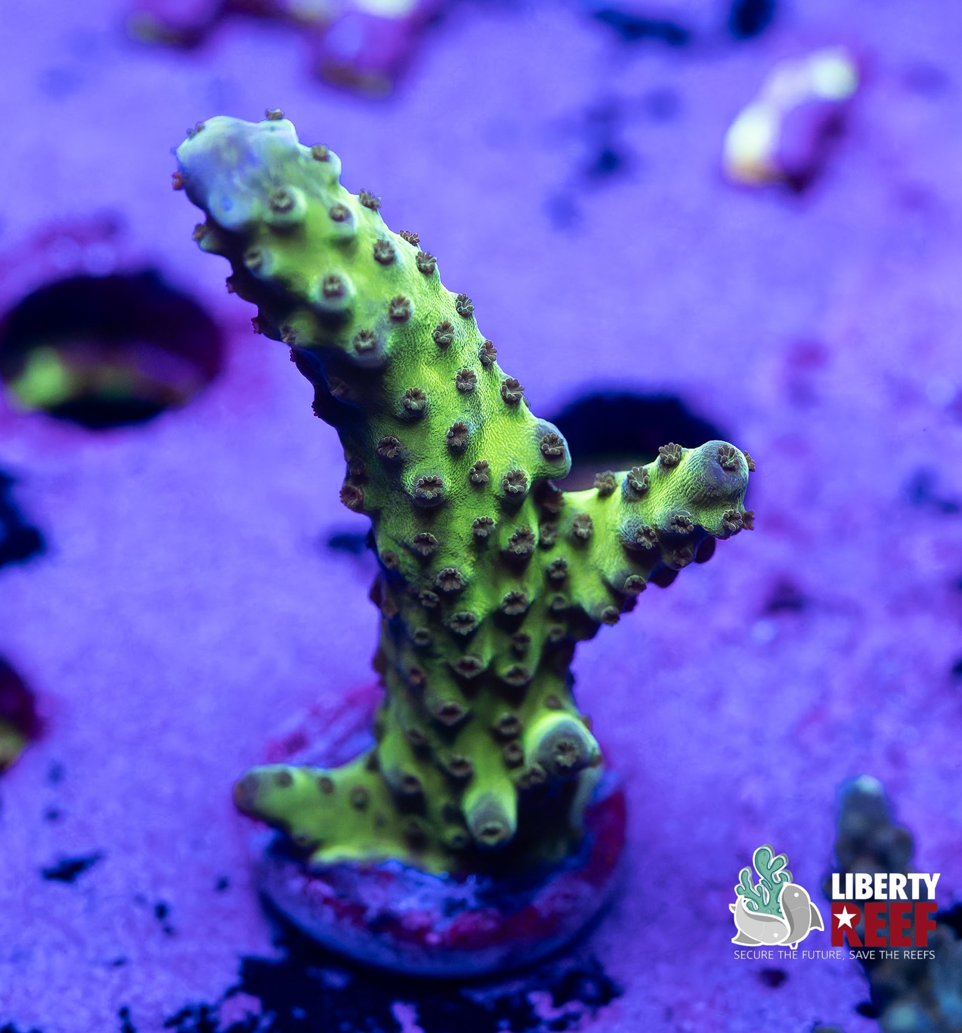 Green Slimmer Acro
