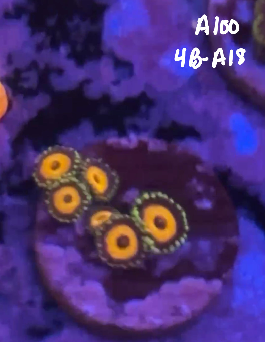 Karen Ritner 10/25 Facebook Live Auction