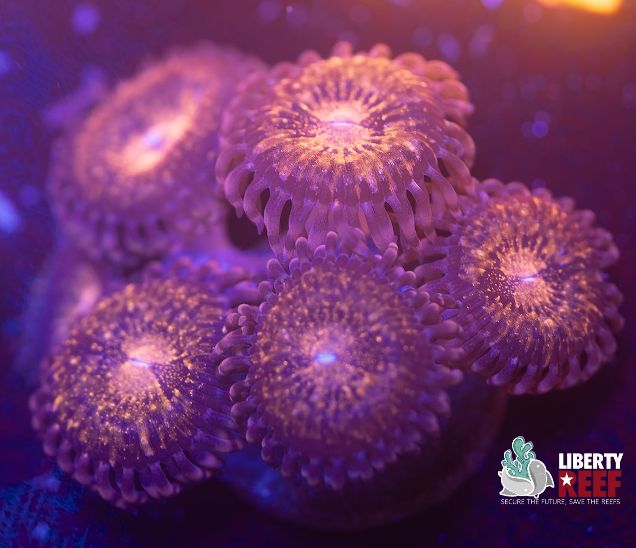 Pandora Zoas