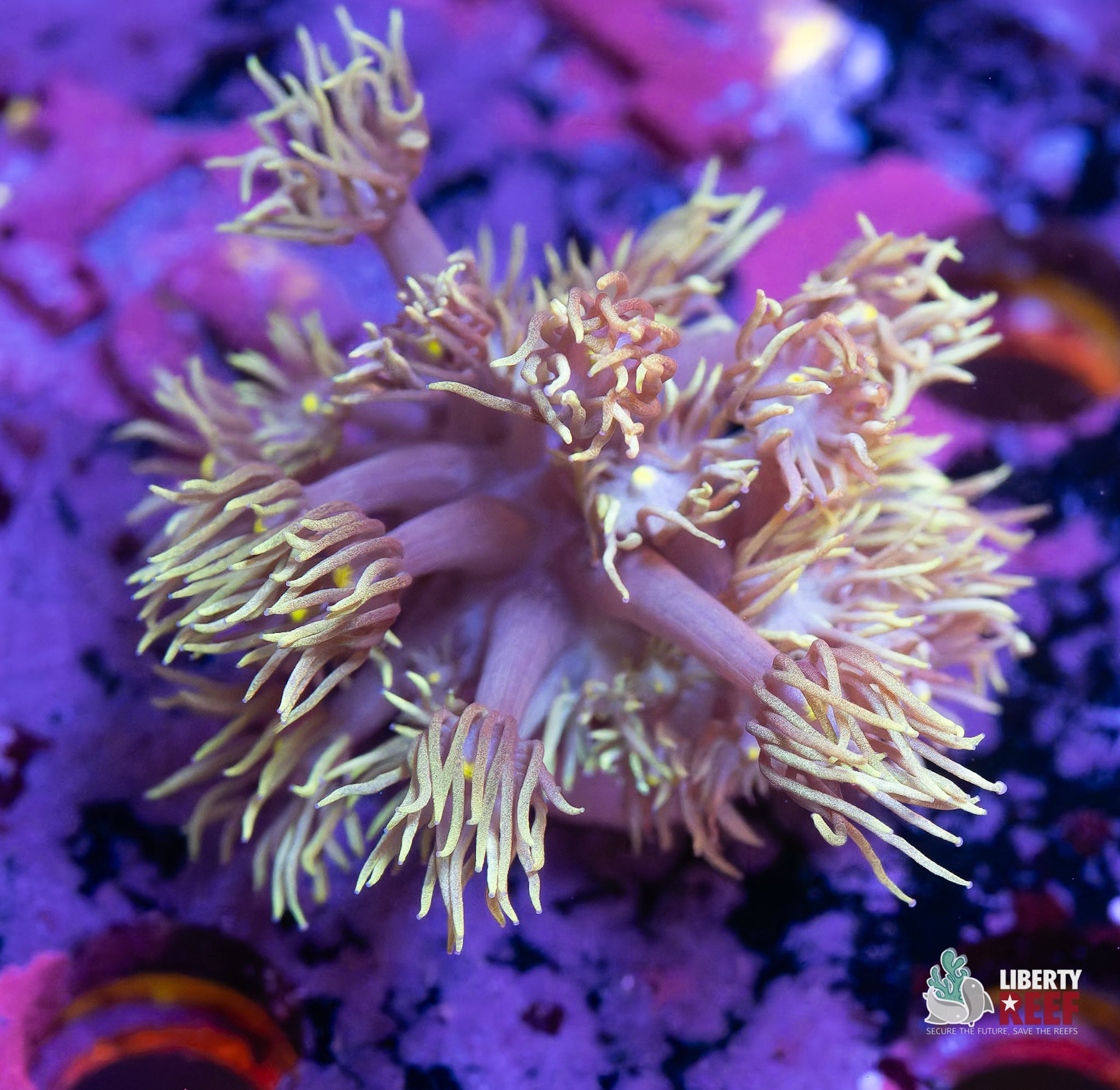 10/31 Online Auction