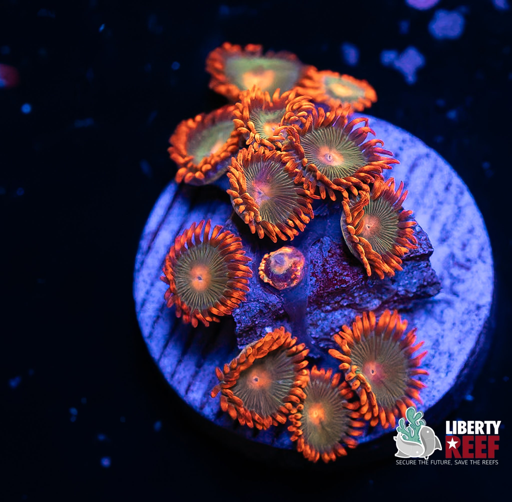 Gatorade Zoas