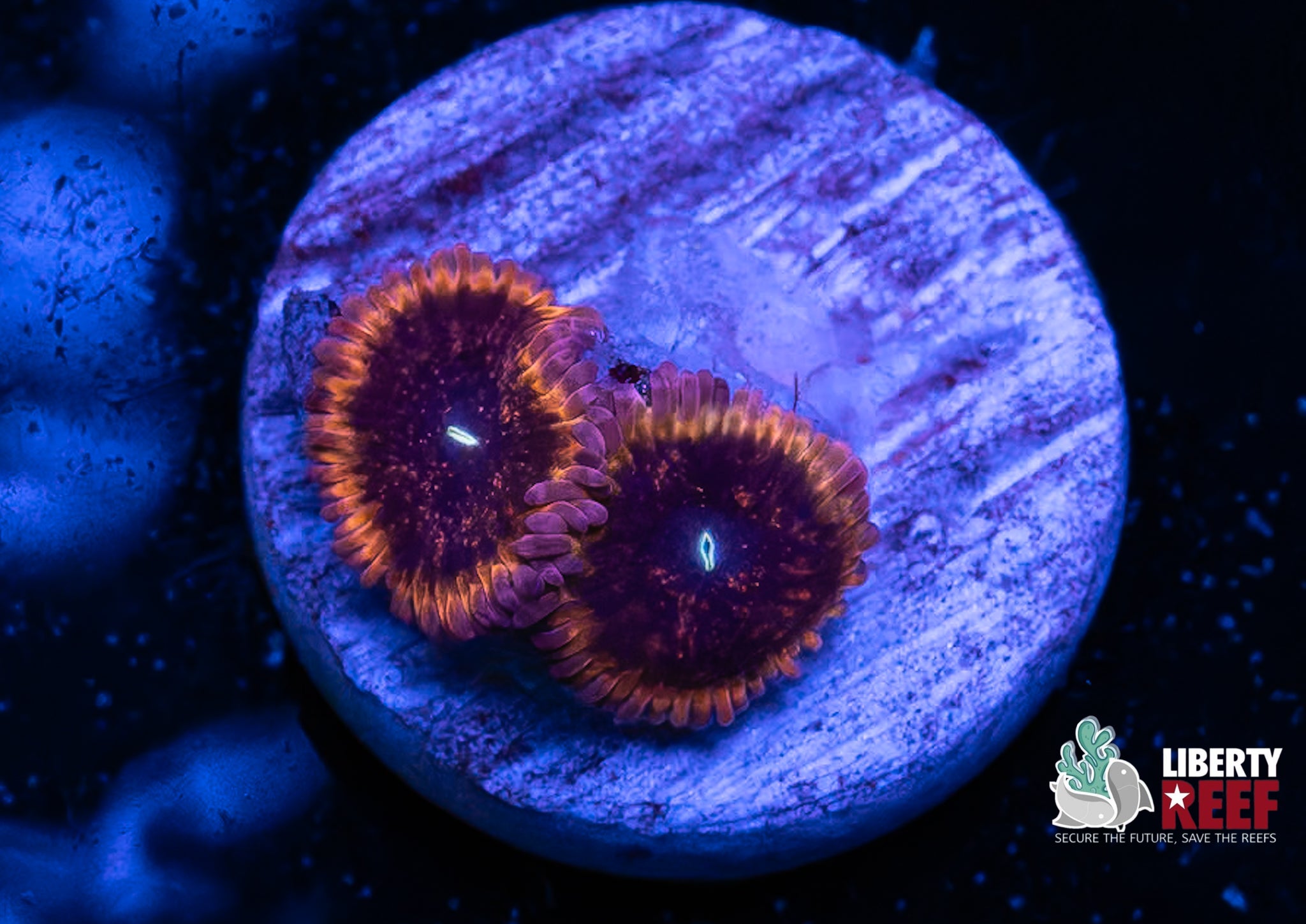 Pink Galaxy Zoas