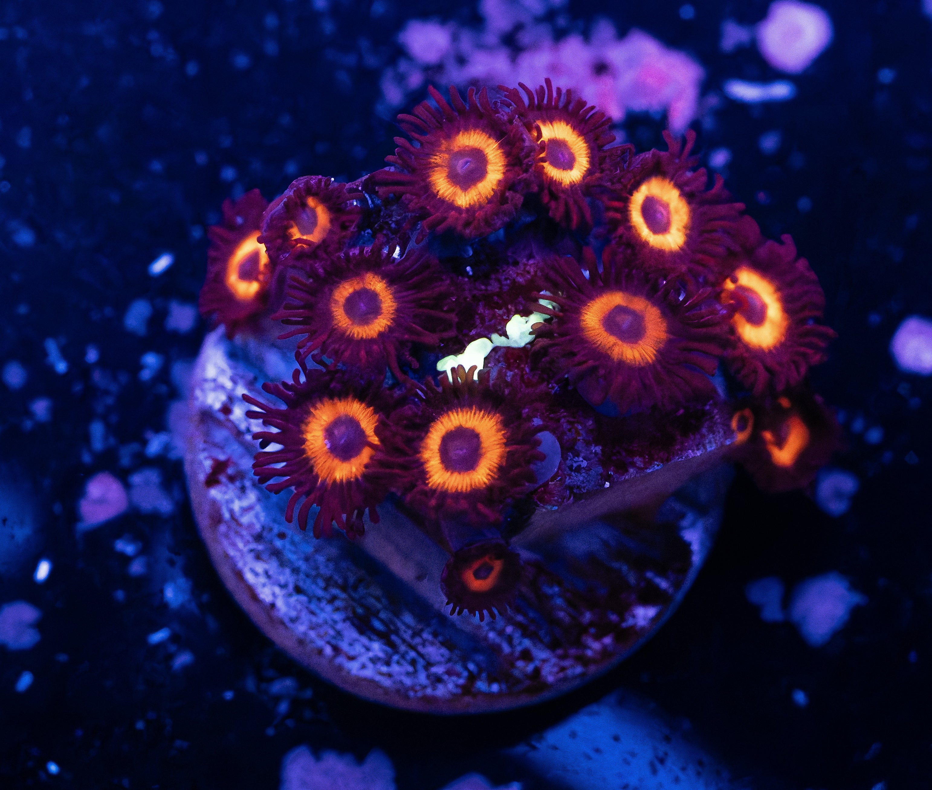 Reverse Bob Marley Zoas