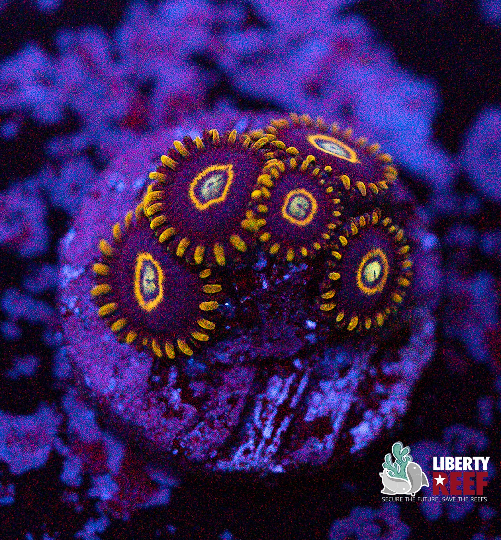 Yellow Hornets Zoas