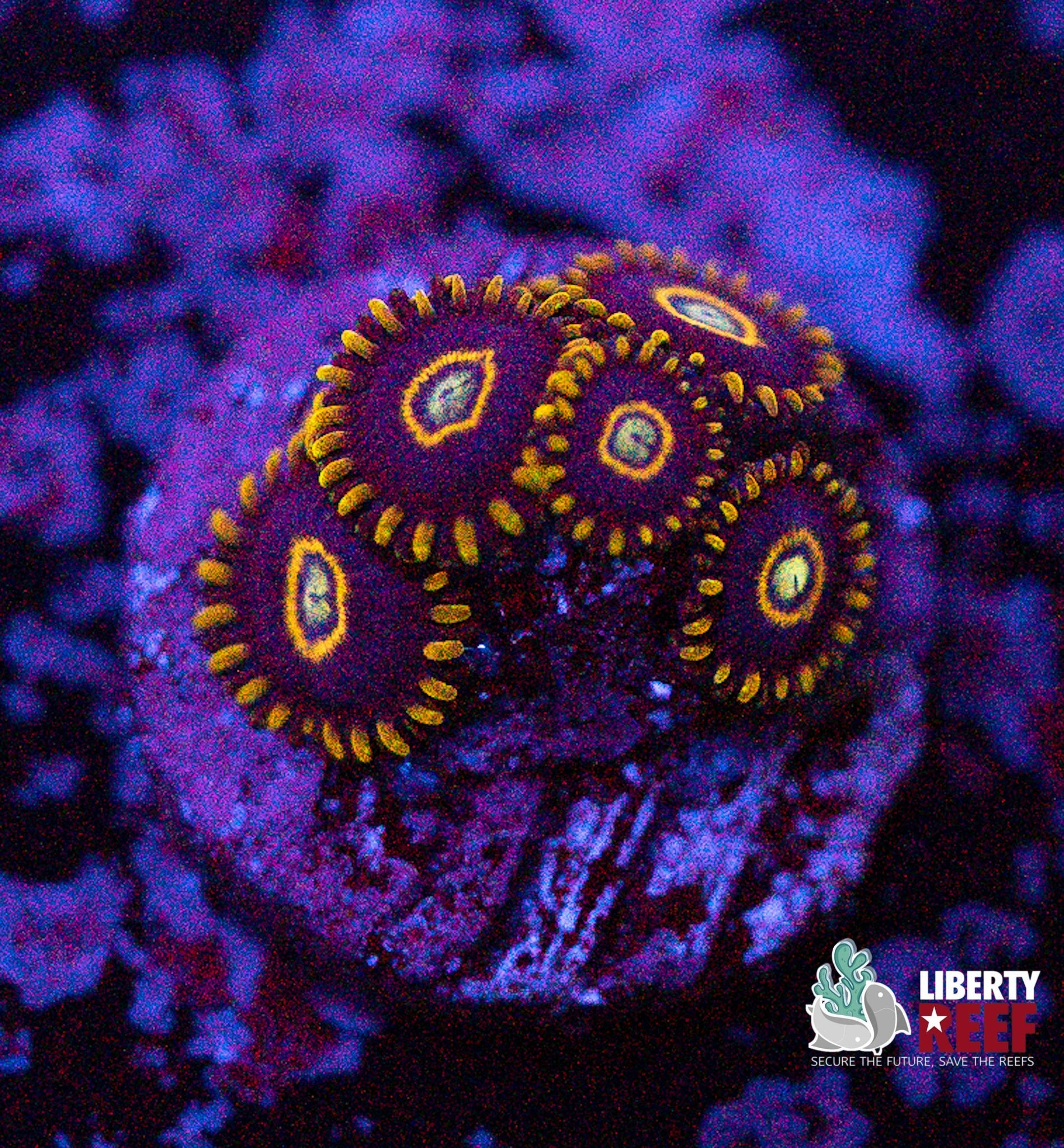 Liberty Reef Auction