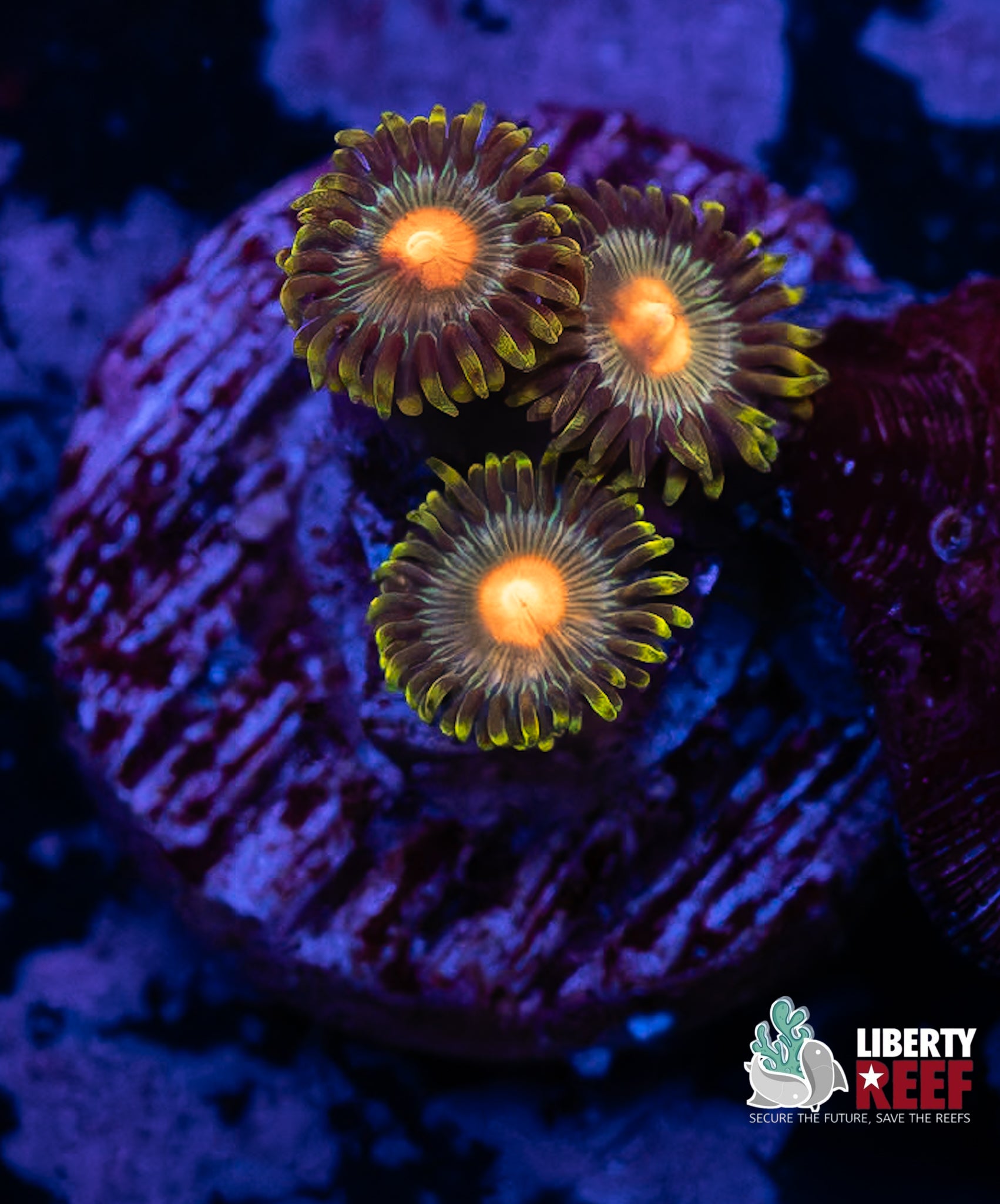 Green Bay Packers Zoas