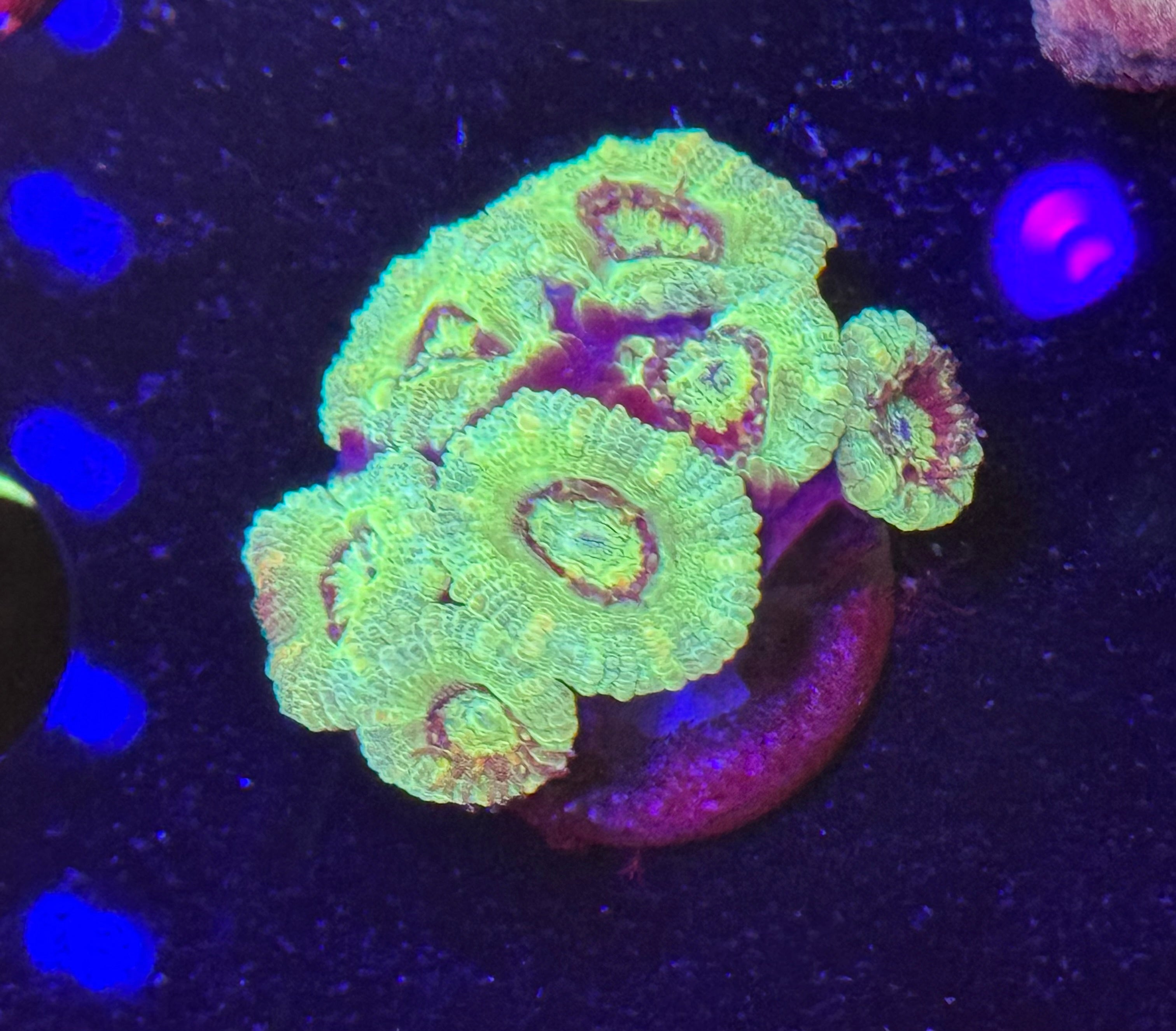 Yoda Acan Chunk