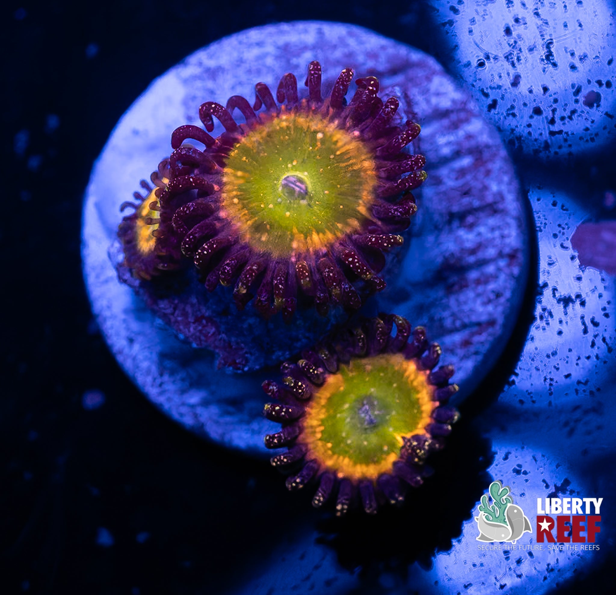 Glitter Sunny D Zoas