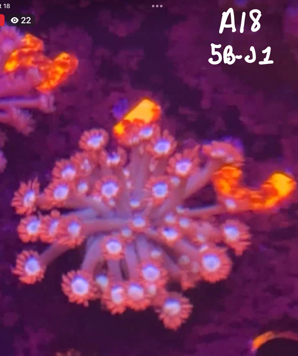 Karen Ritner 10/18 Facebook Live Auction