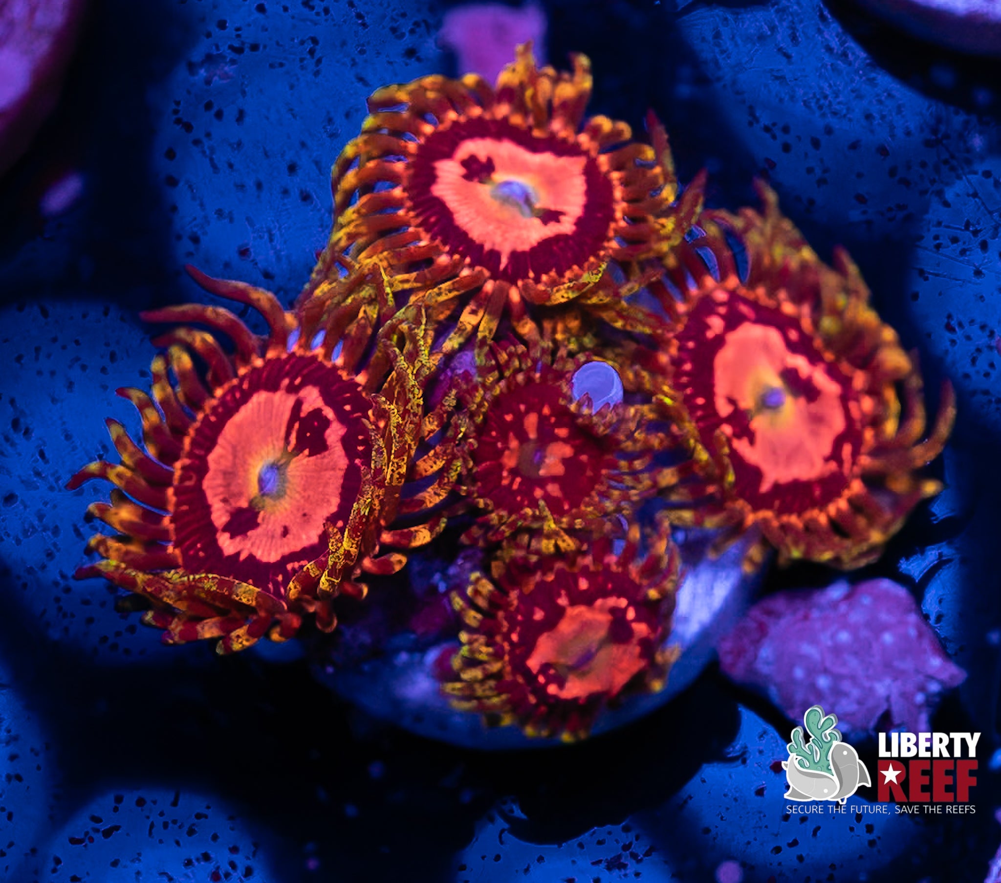 Reverse Hallucination Zoas