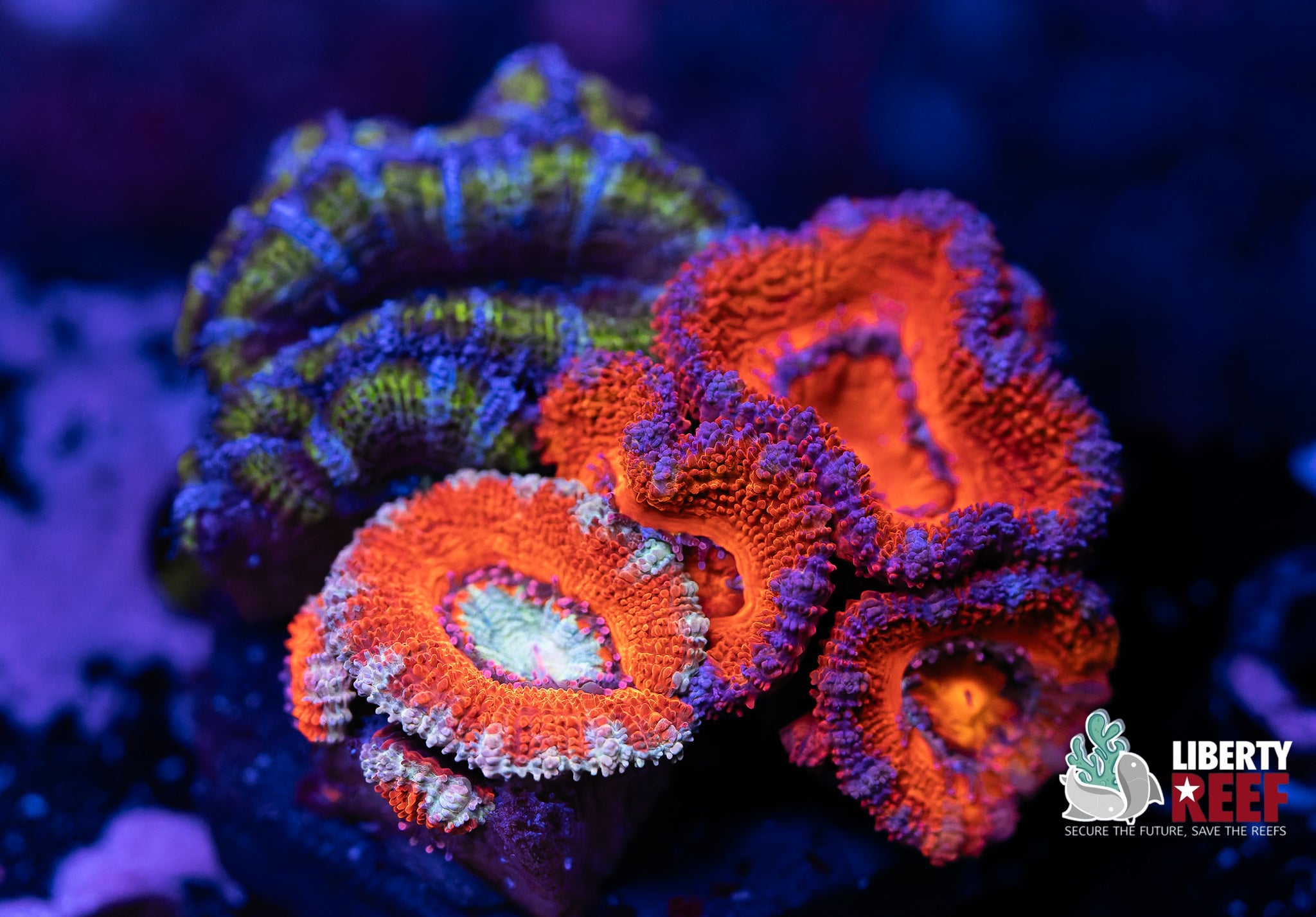 Electric Acan Garden