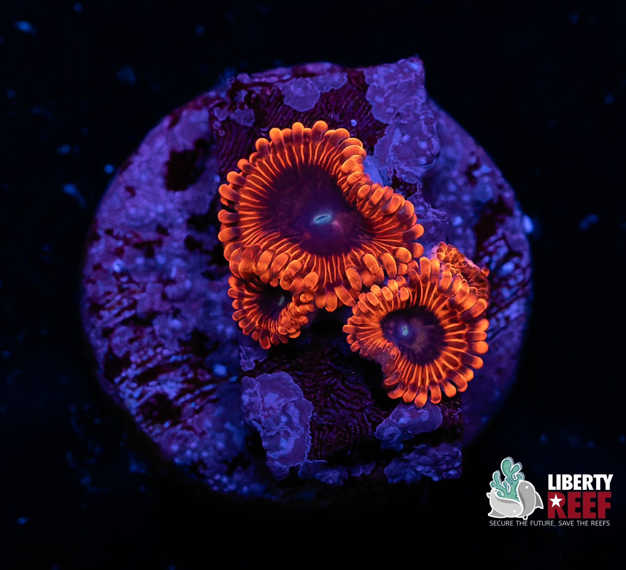 Lunar Eclipse Zoas