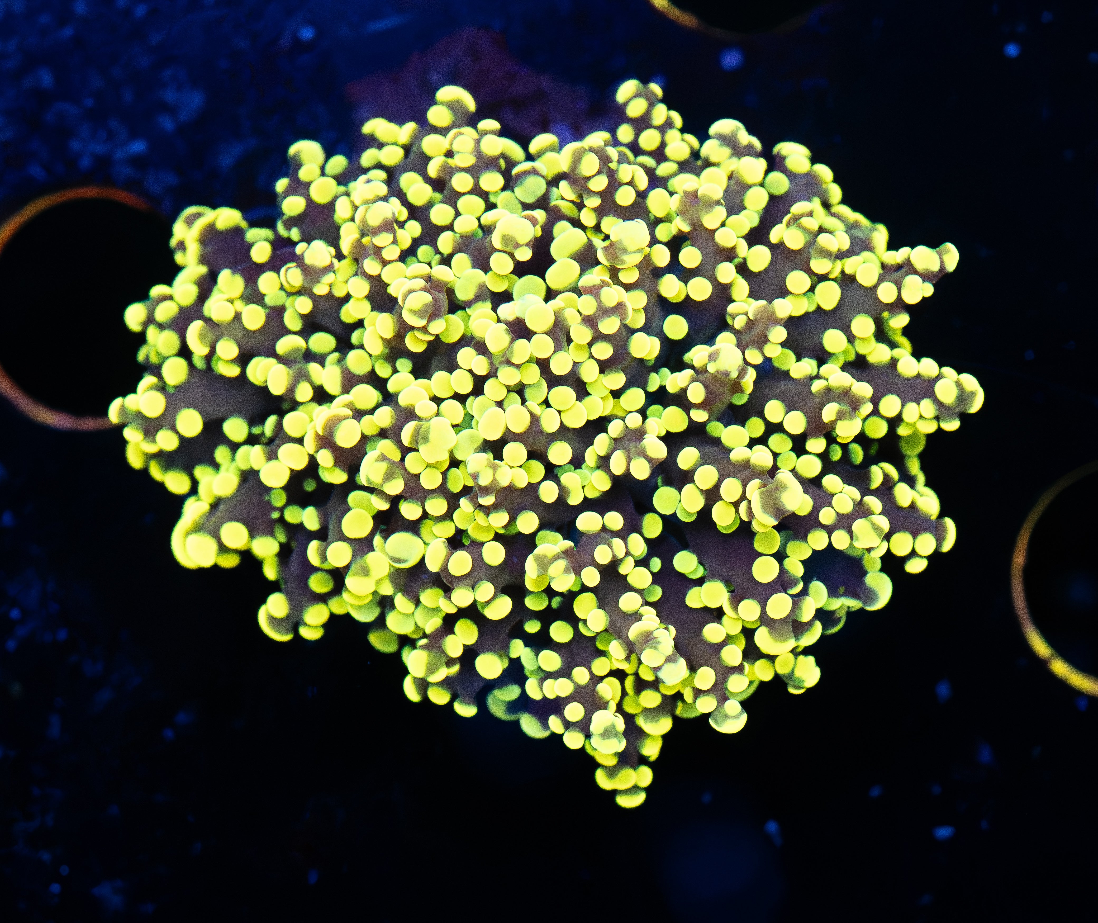 Yellow Frogspawn