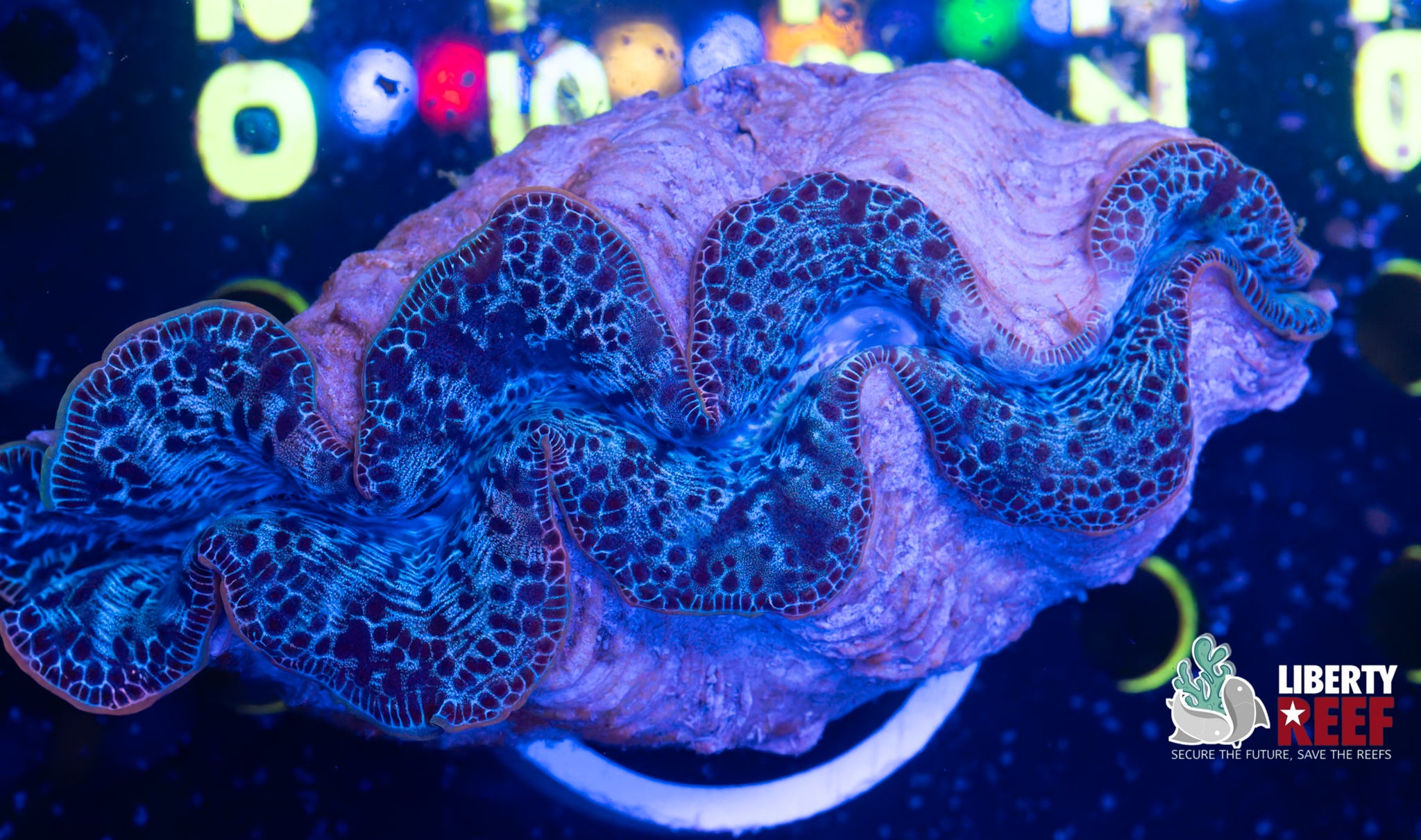 XL Maxima Clam (6in)