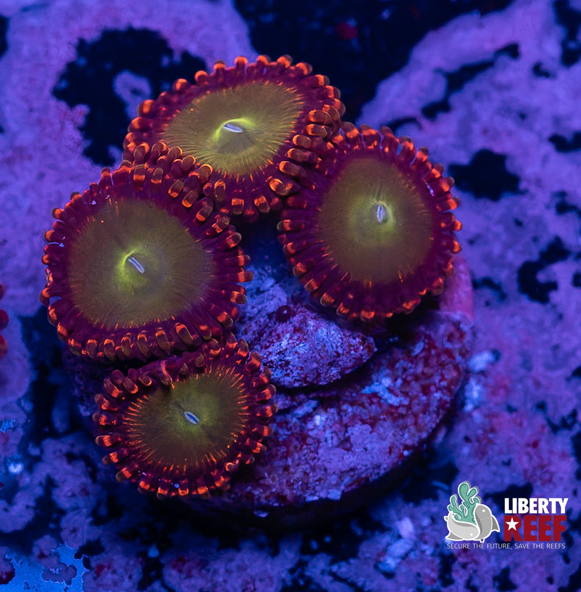 Candy Apple Red Zoas