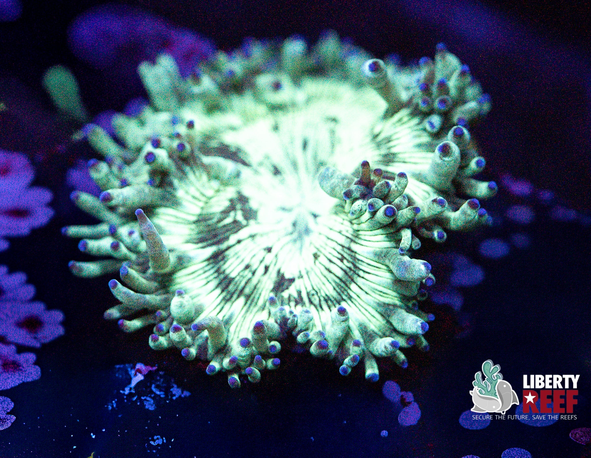 Baby Elegance Coral