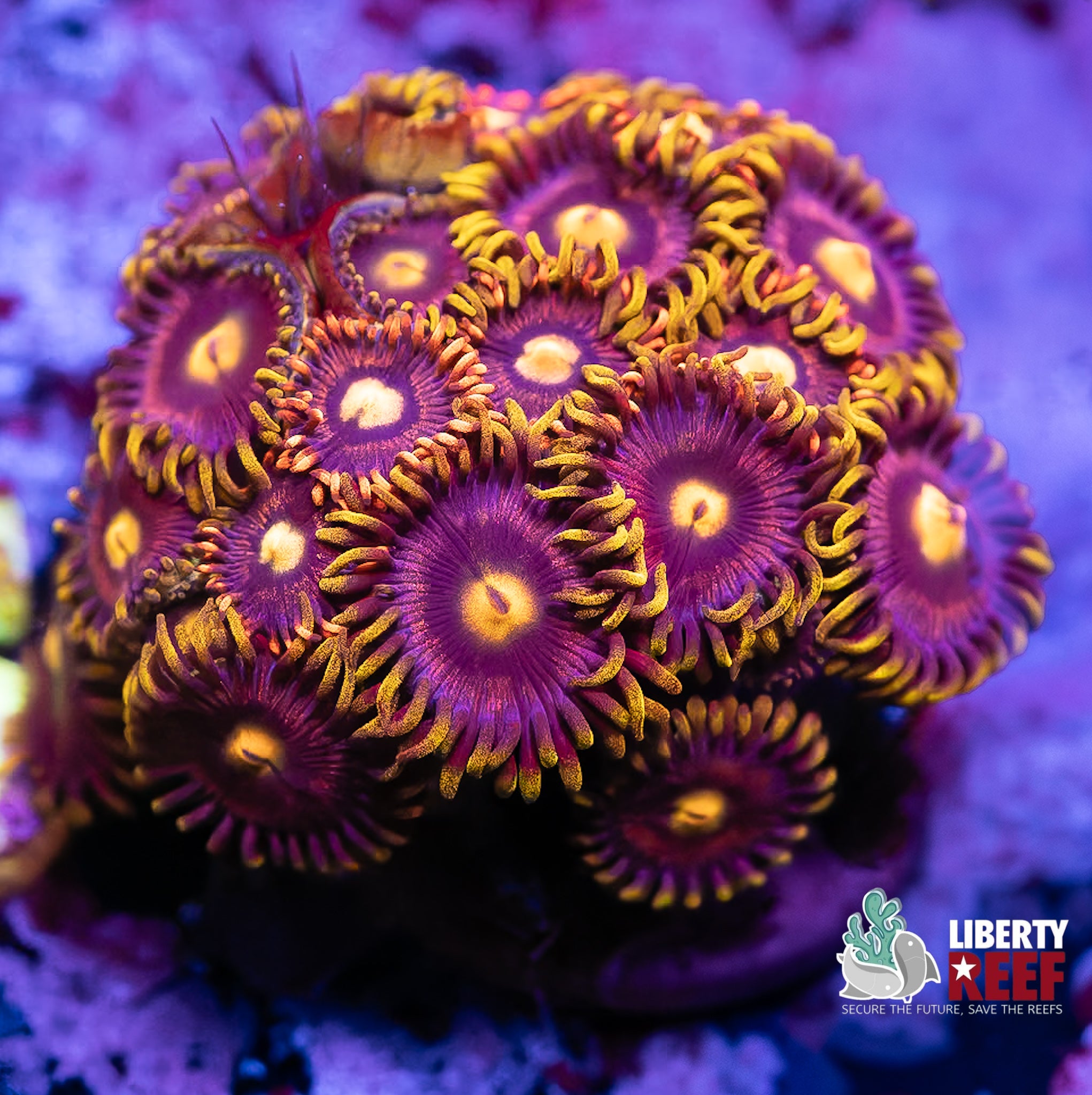 Laser Lemon Zoas
