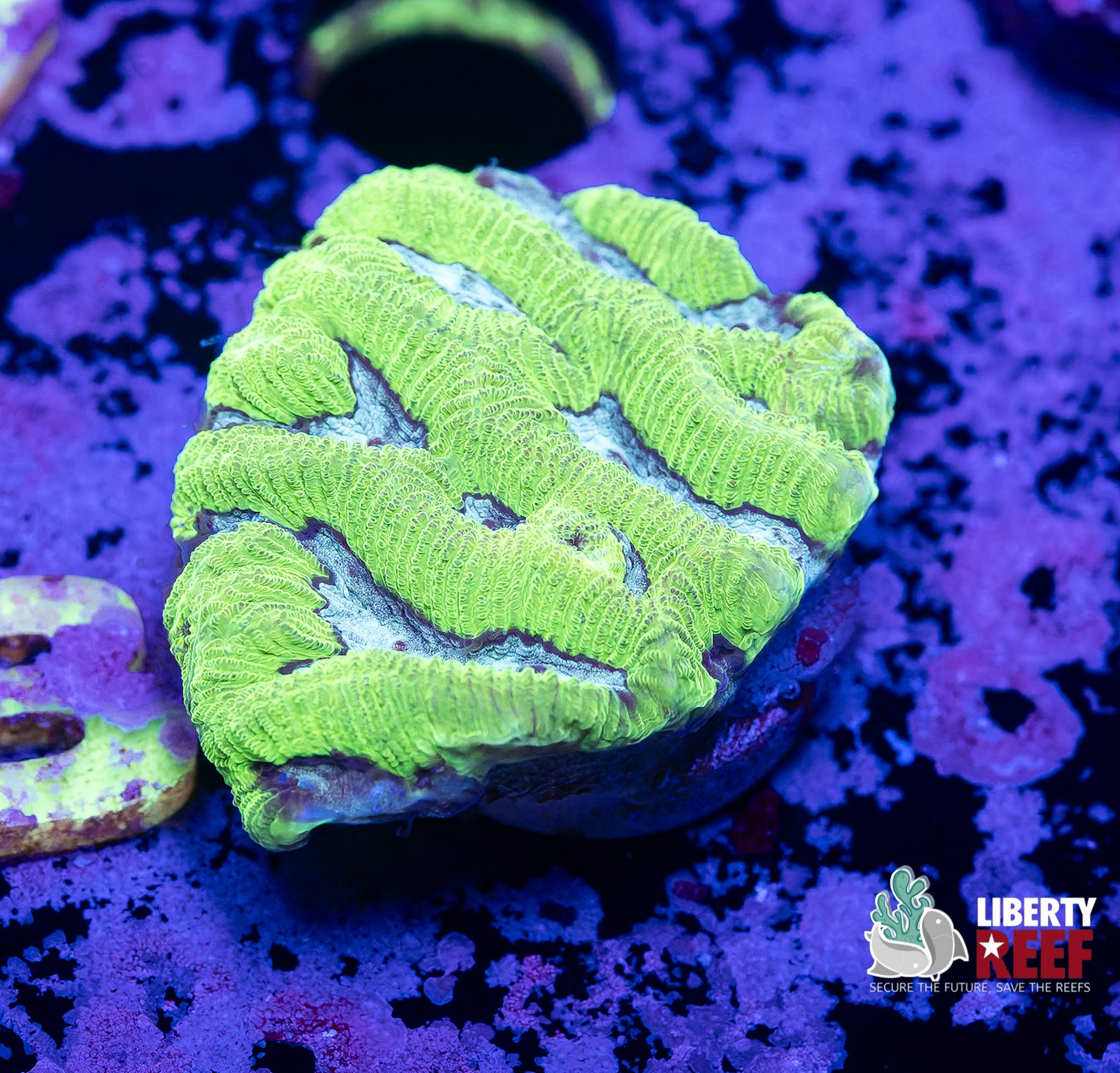 Bright Green Maze Coral