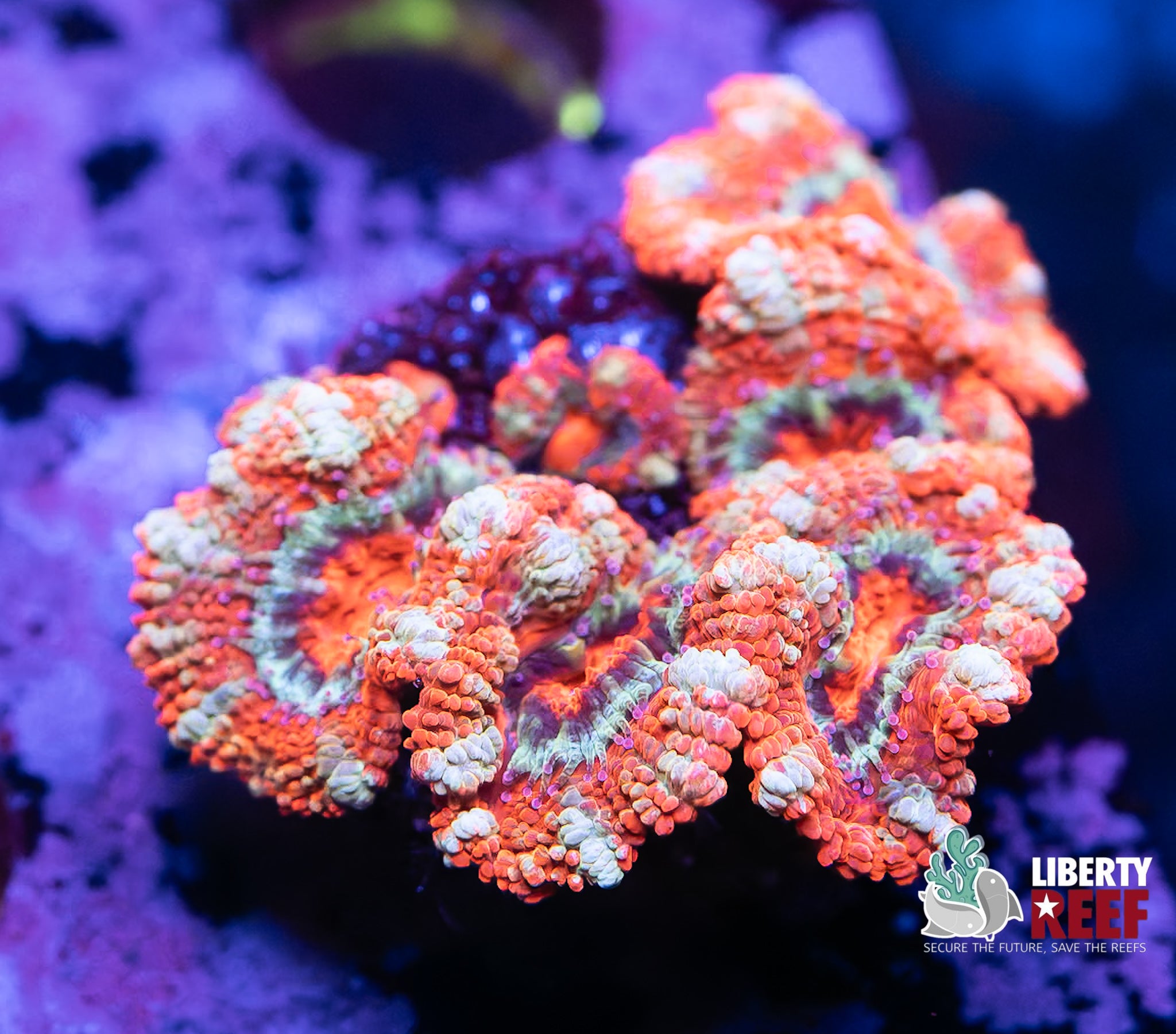 Candy Stripe Acan