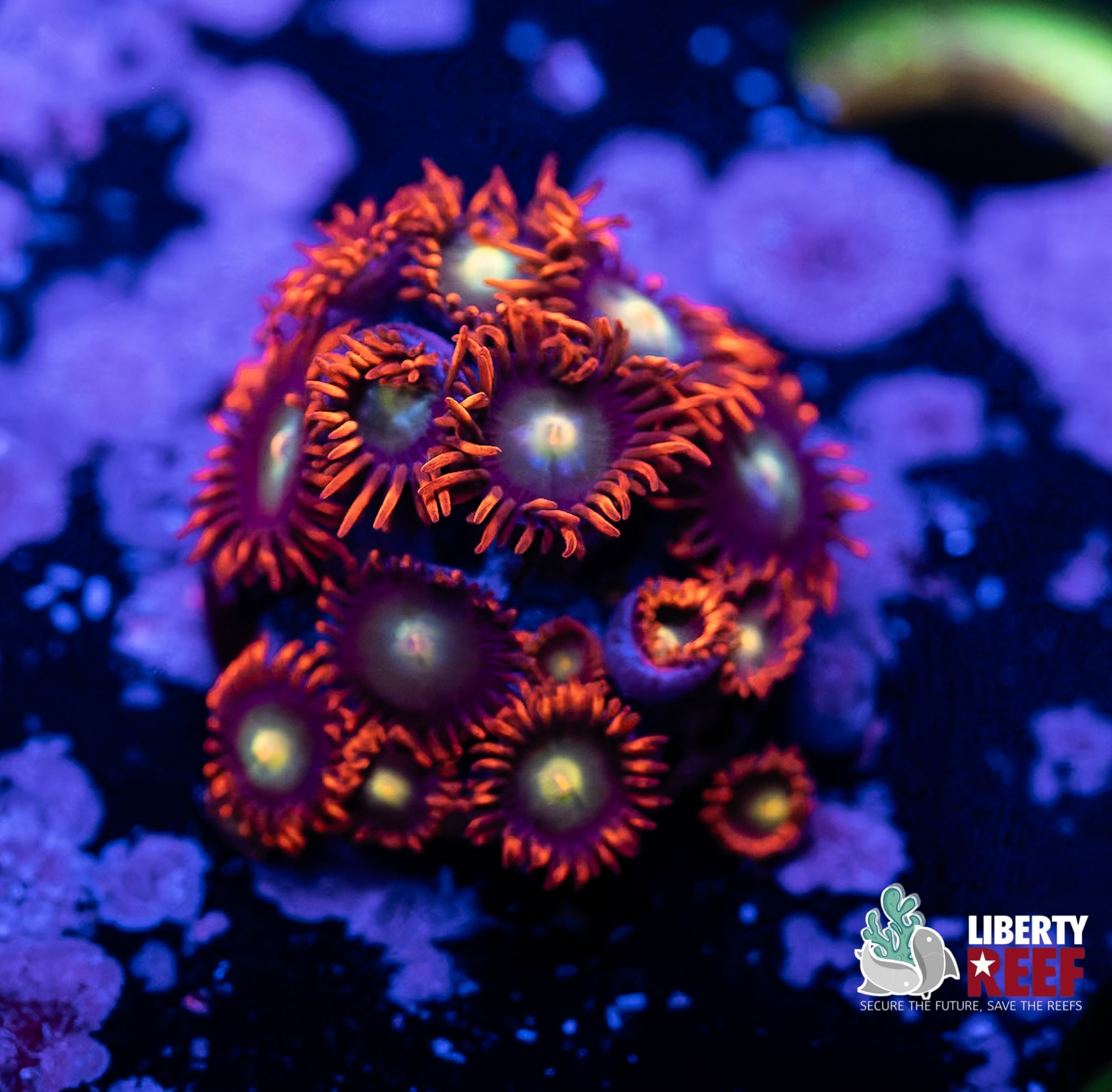 Liberty Reef Auction