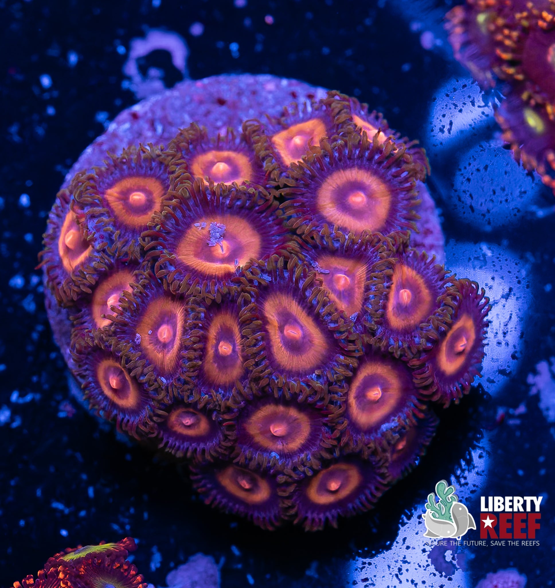 Super Girl Zoas