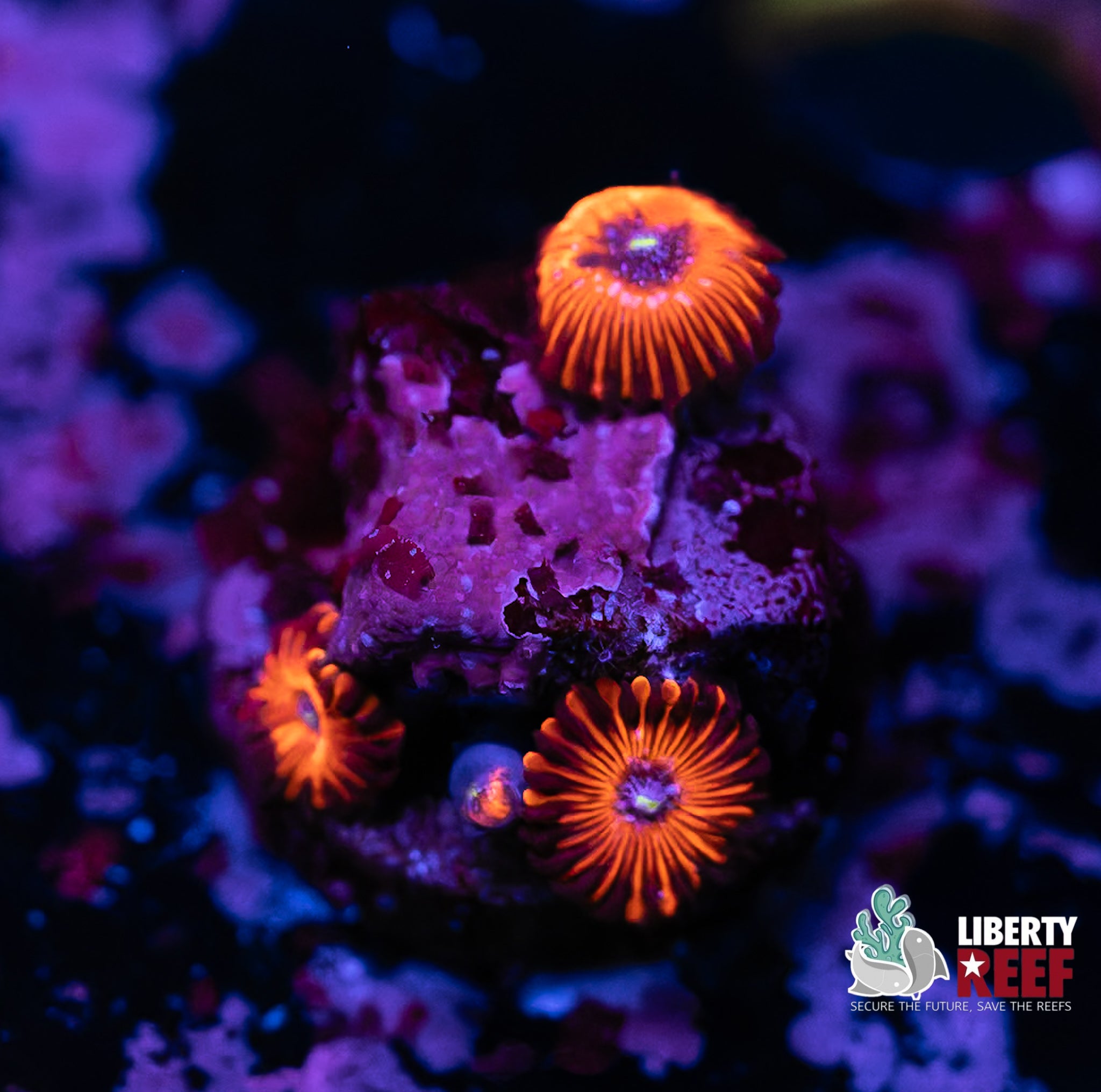 Burnt Ember Zoas