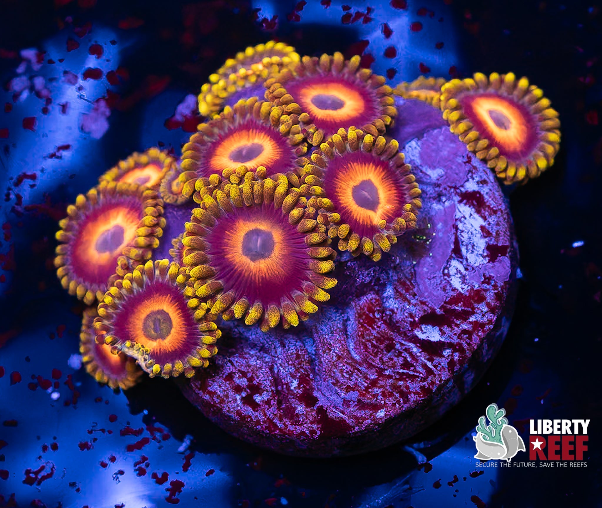 Eagle Eye Zoas