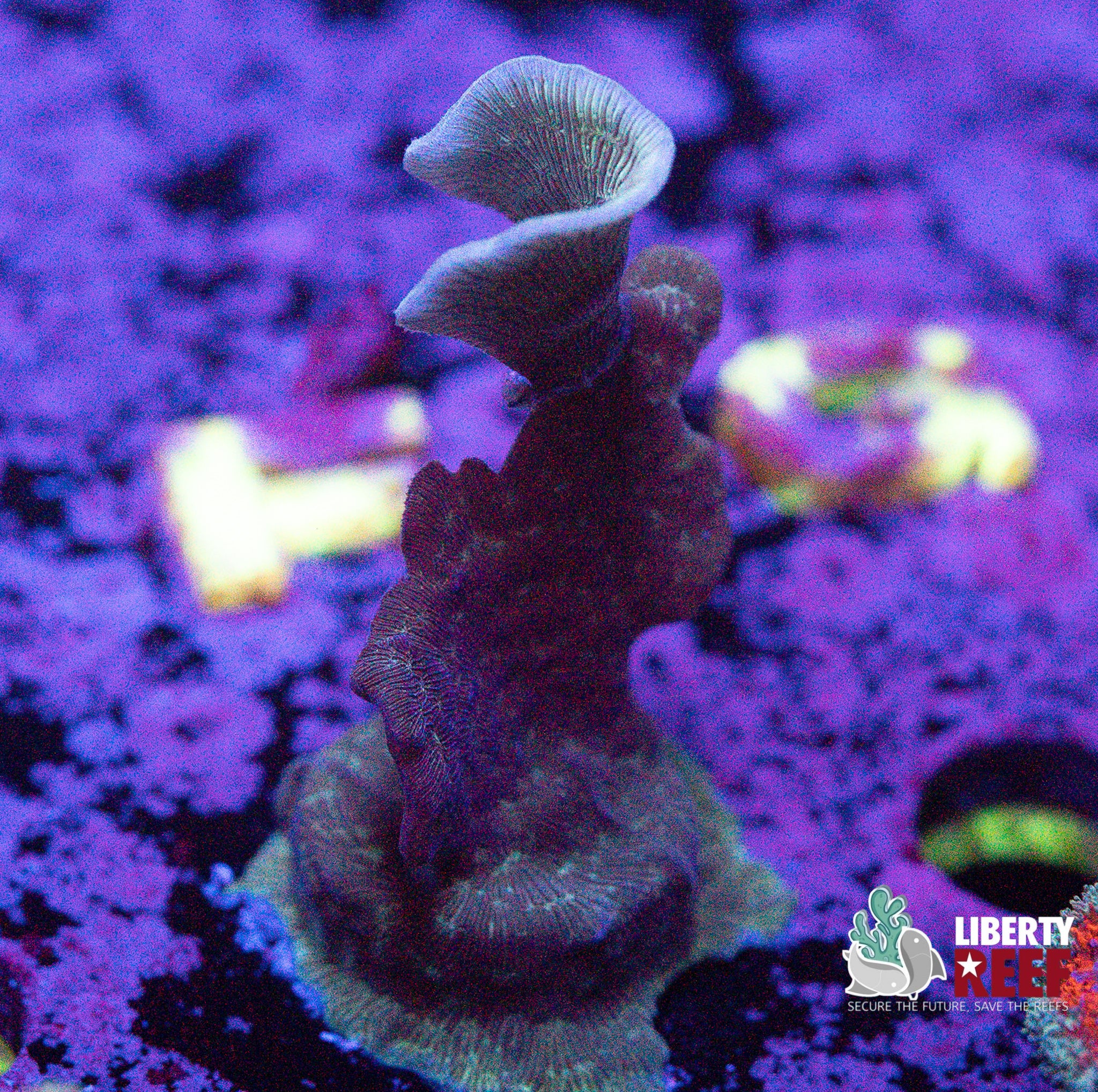 Branching Leptastrea