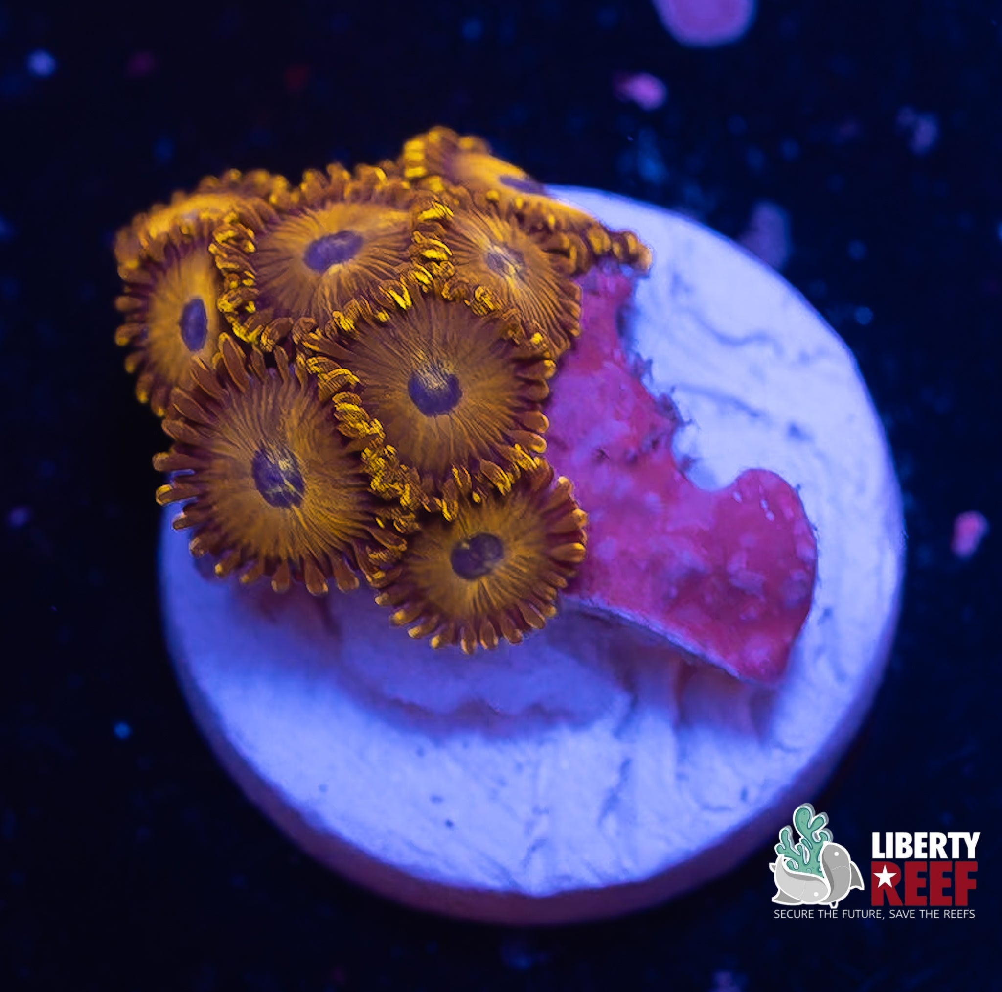 LA Laker Zoas