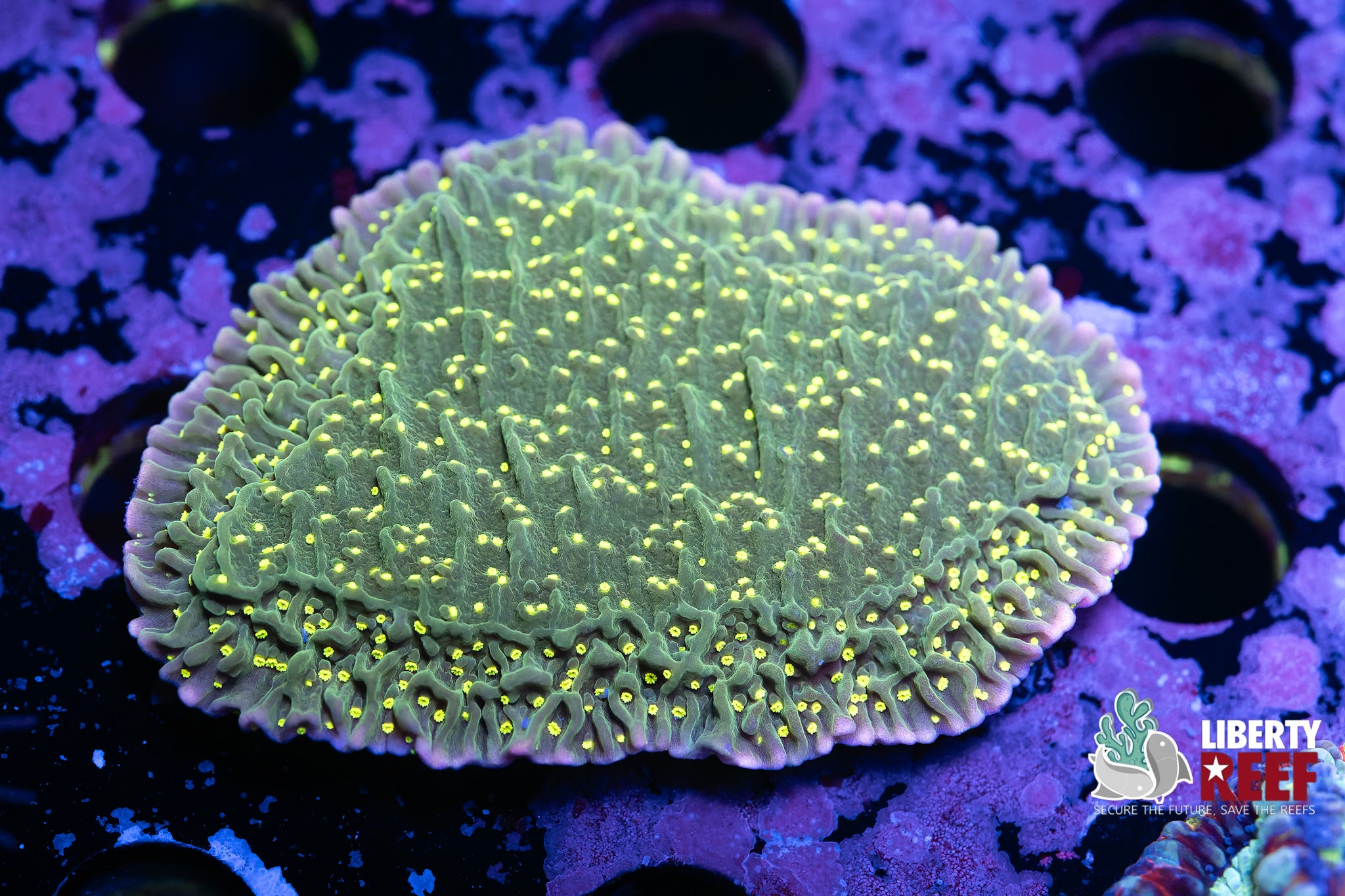 7/25