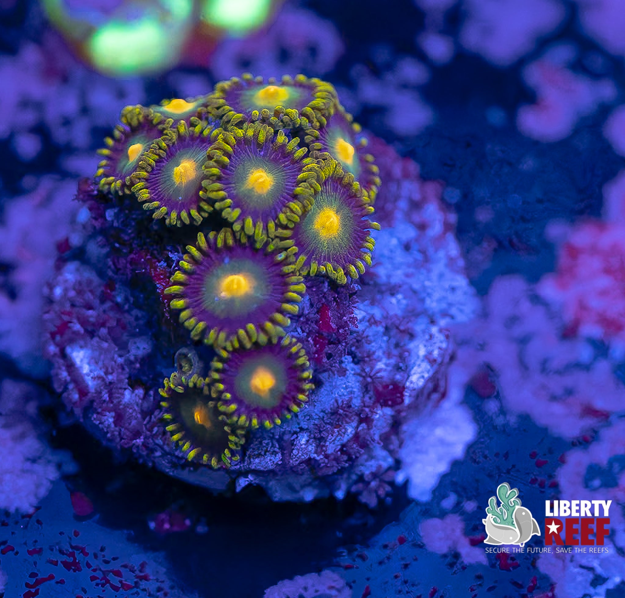 Green Bay Packers Zoas