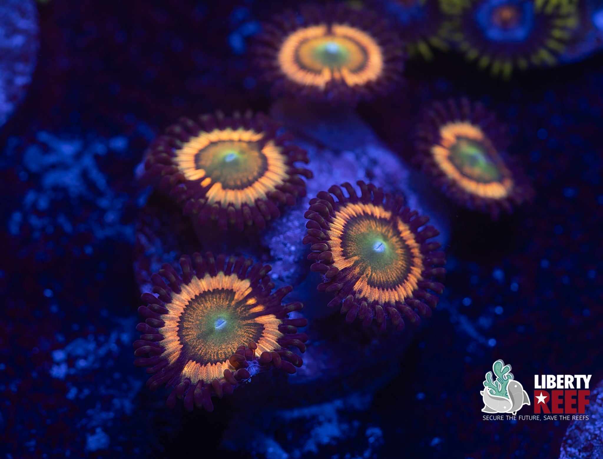 Rainbow Infusion Zoas