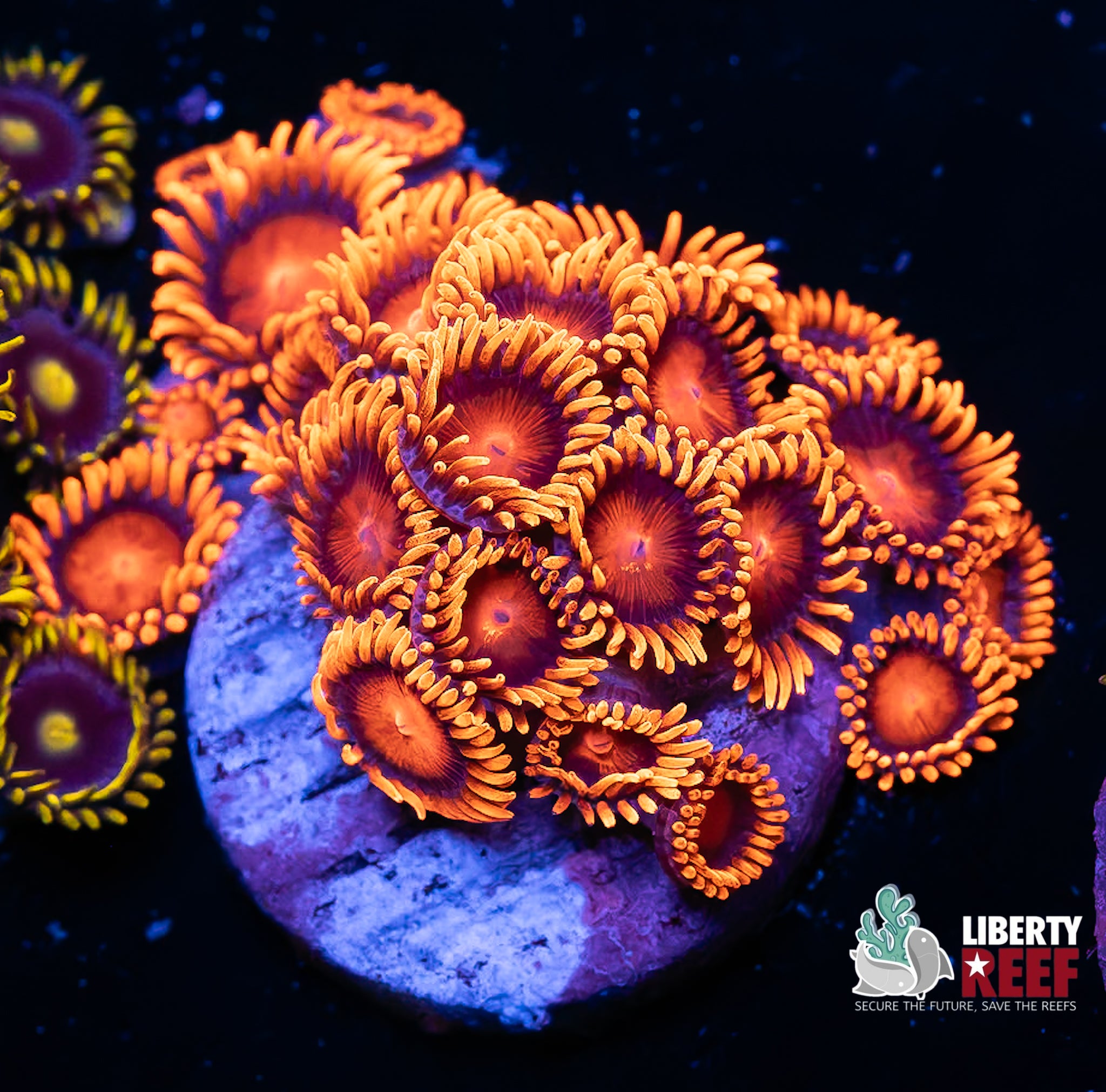 Bam Bam Zoas