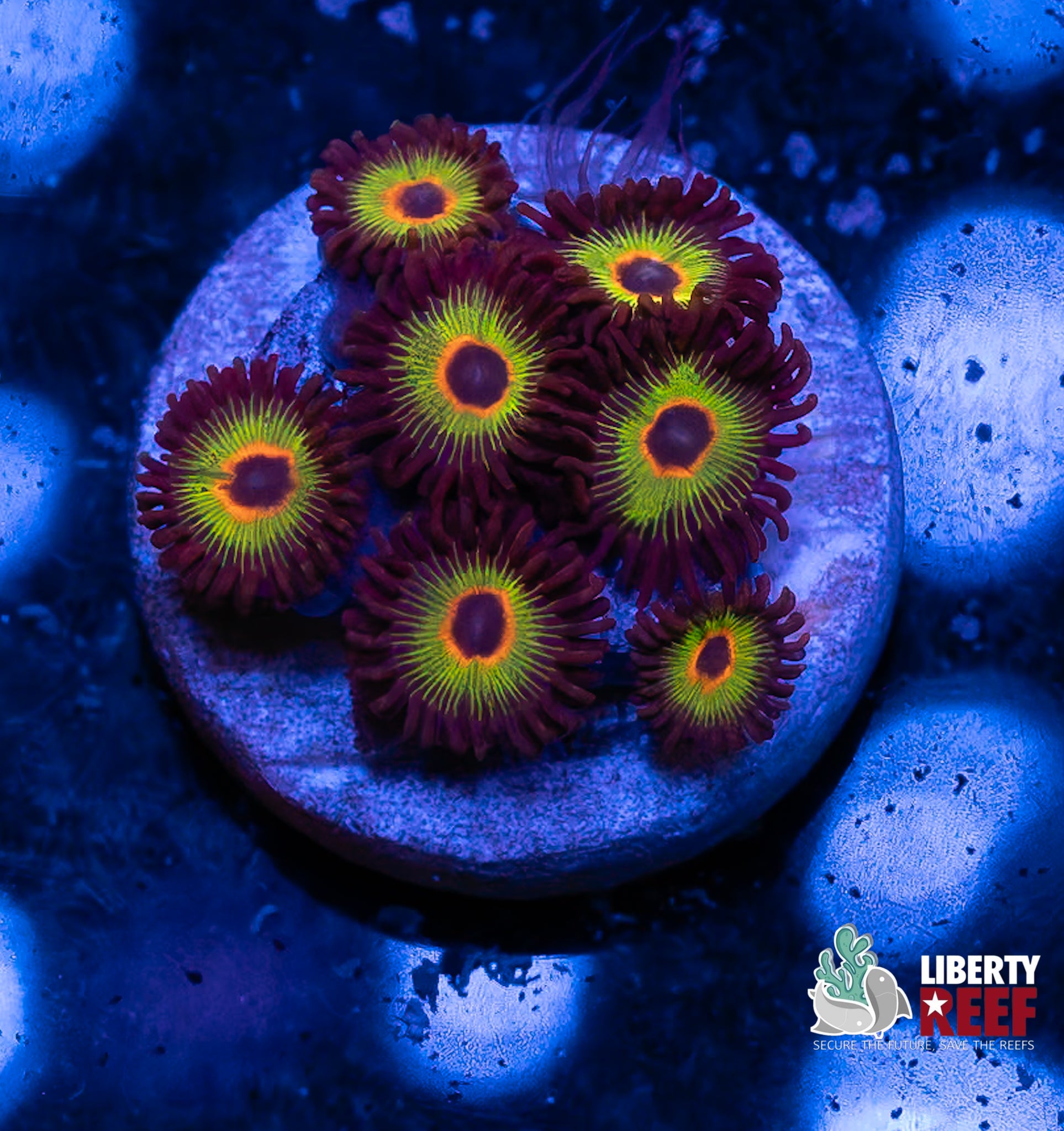 Bob Marley Zoas