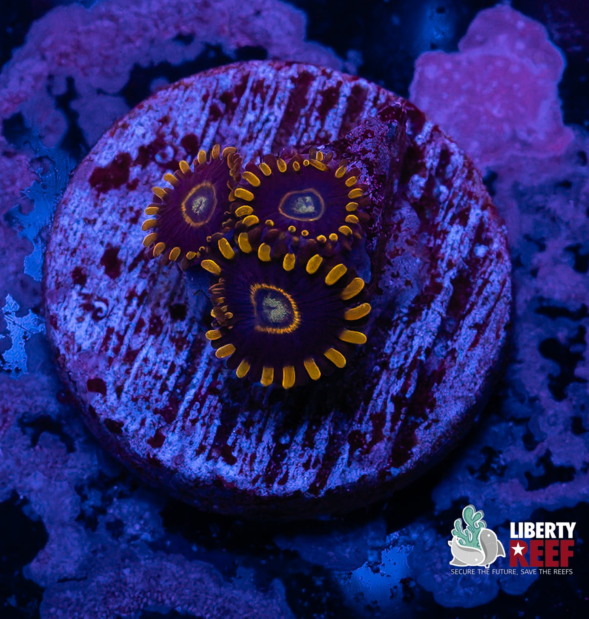 Yellow Hornet Zoas