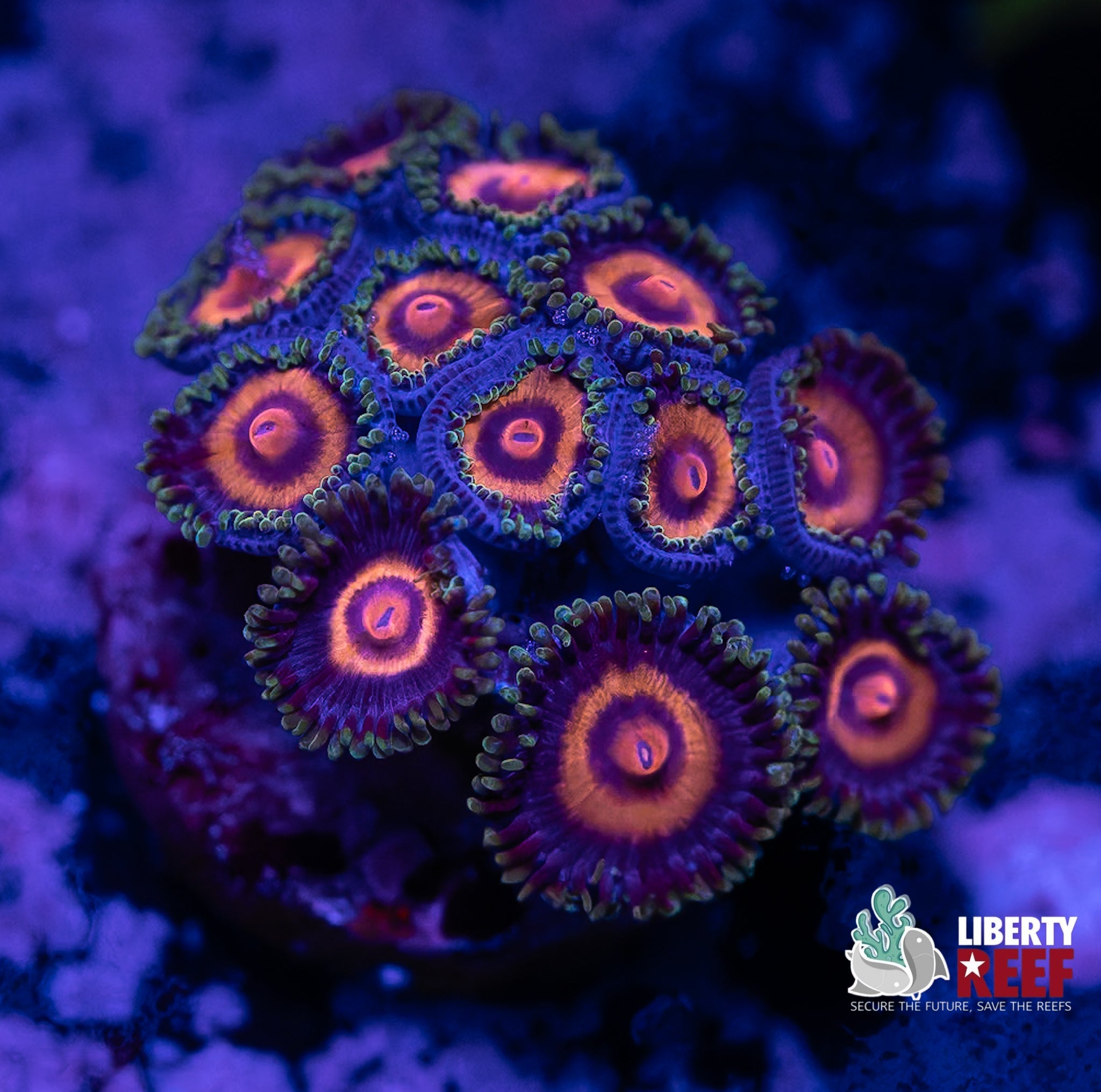 Liberty Reef Auction