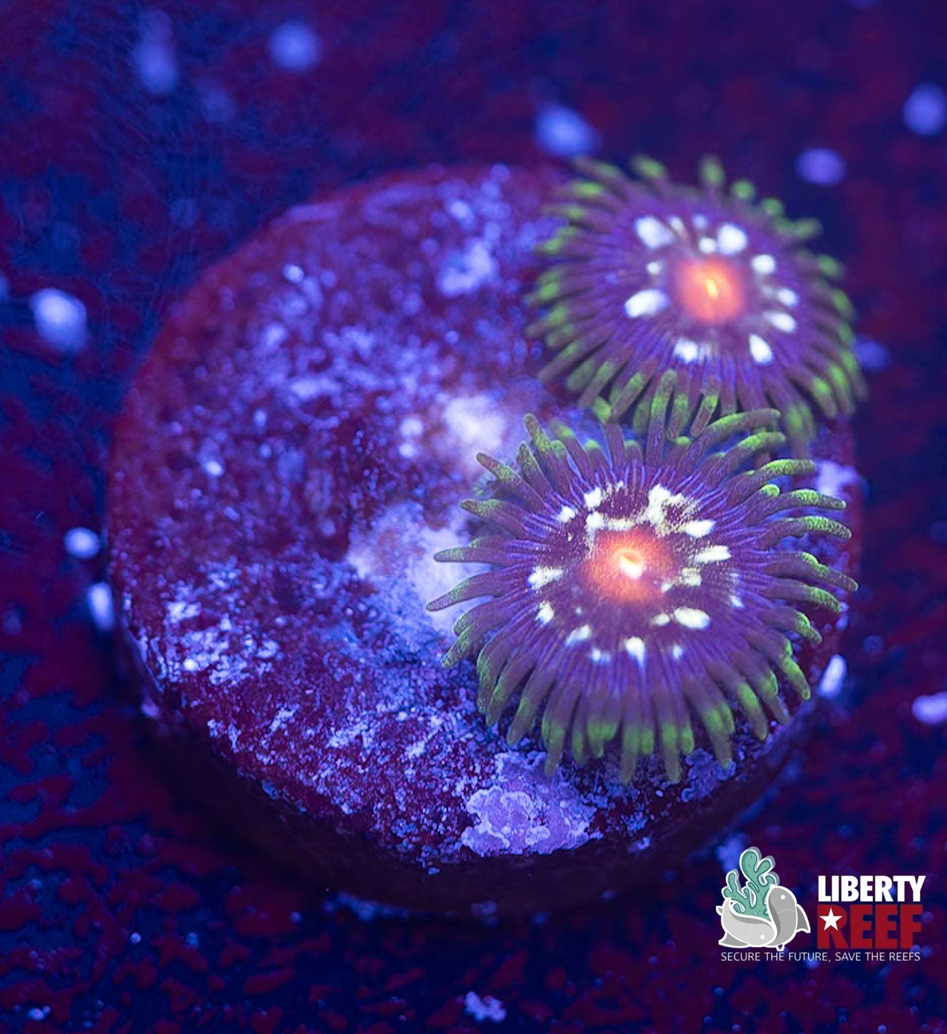 JF Stargazer Zoas