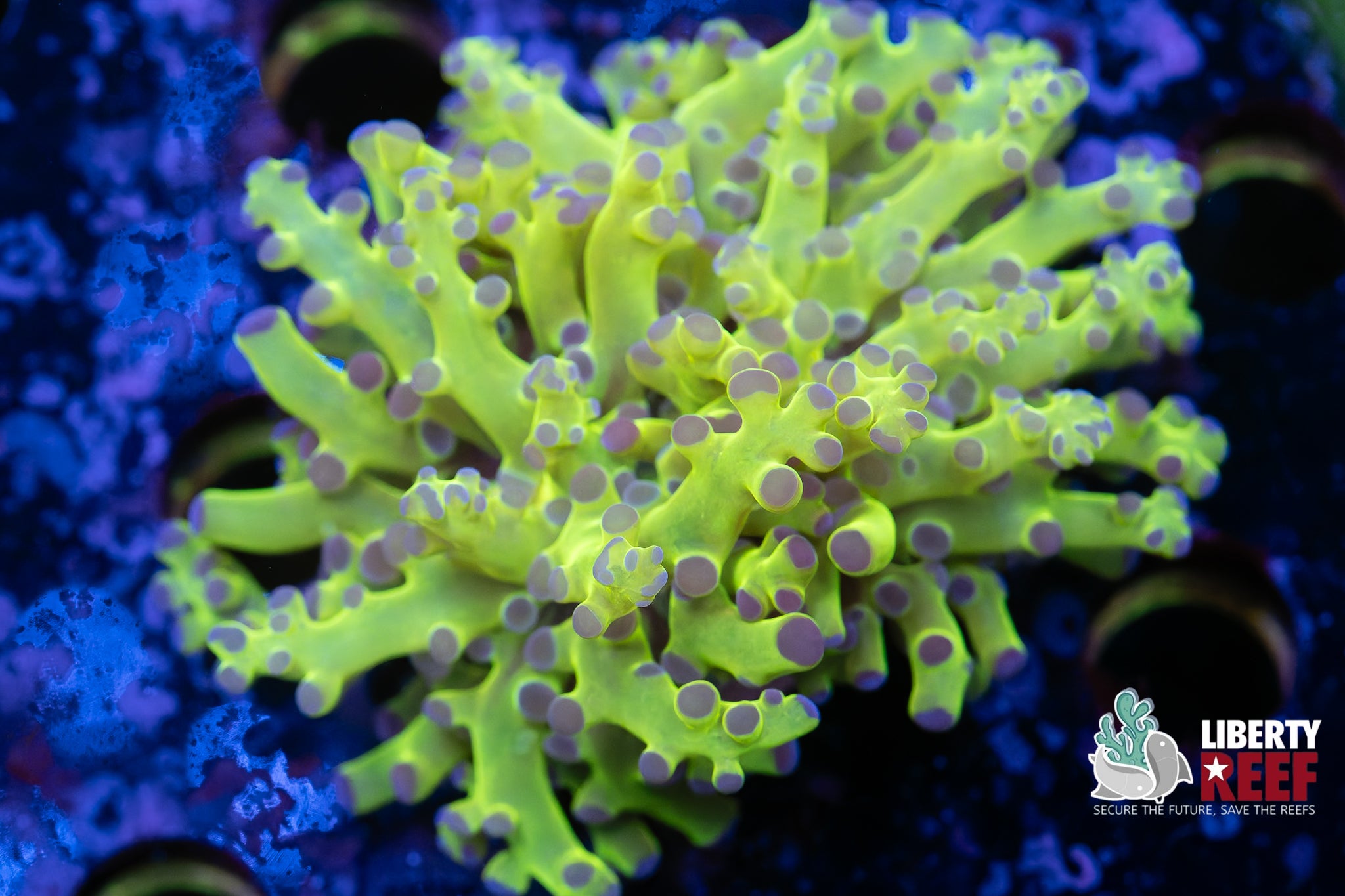 Wicked Toxic Frogspawn