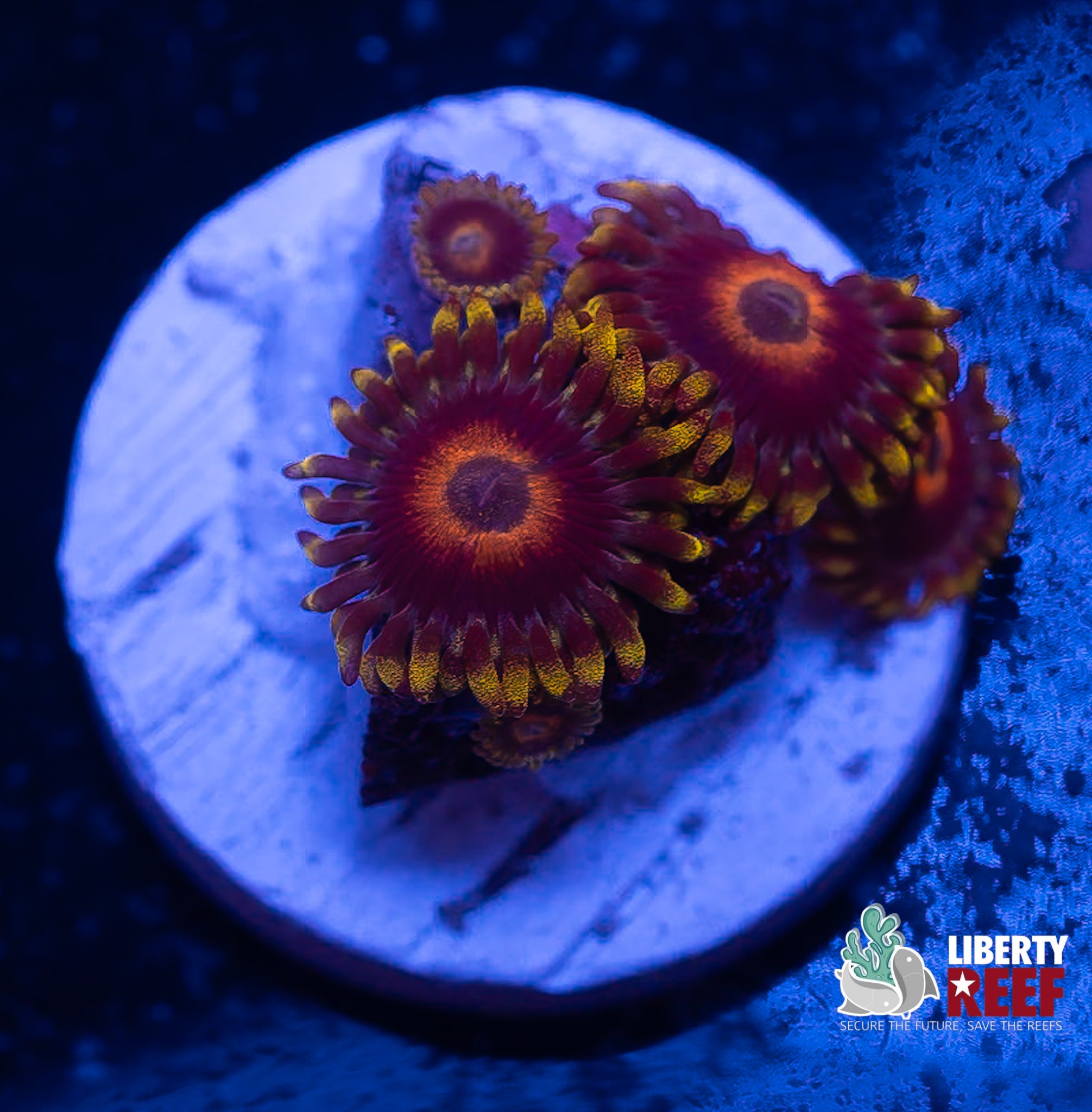 Eagle Eye Zoas