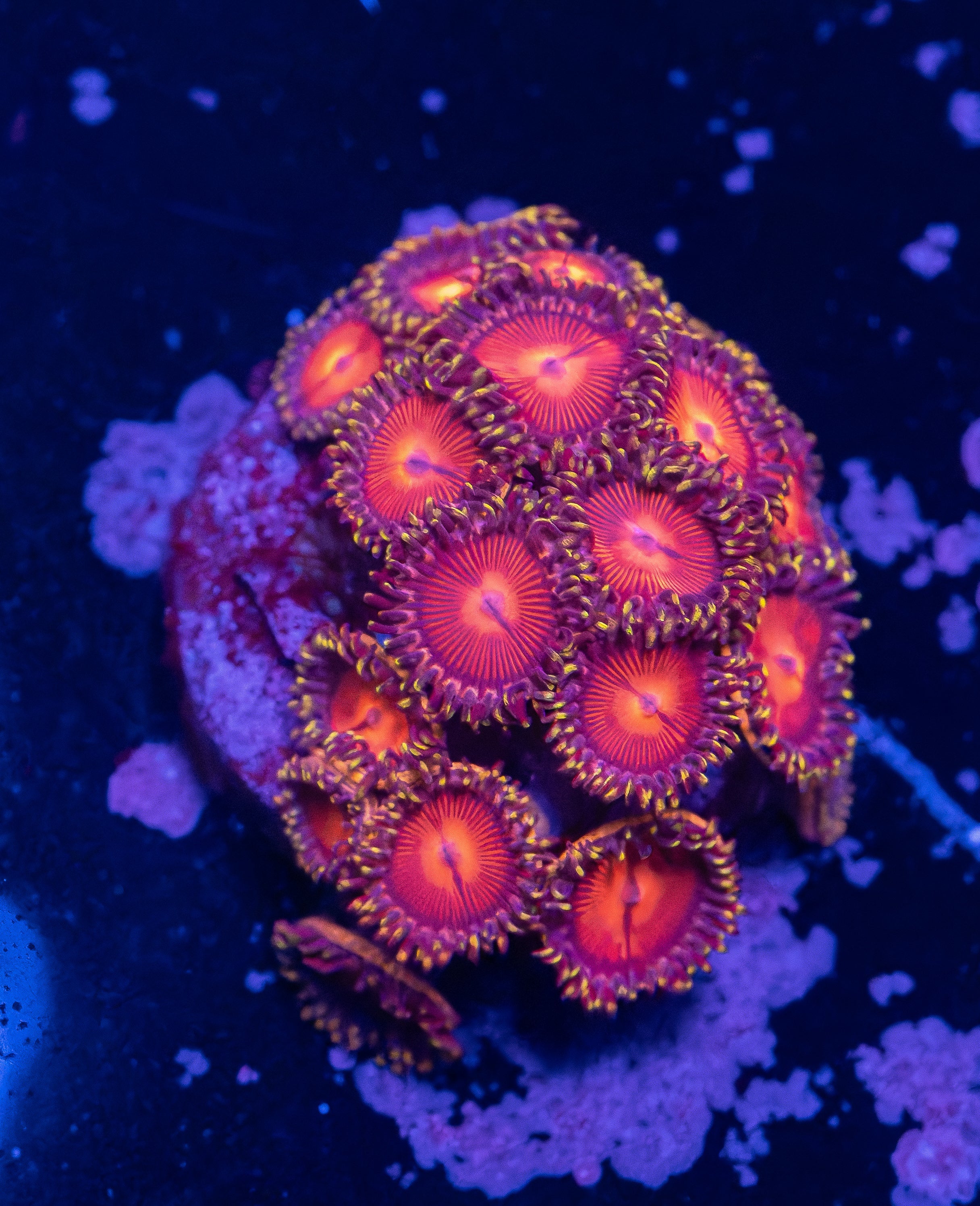 Pink Nirvana Zoas