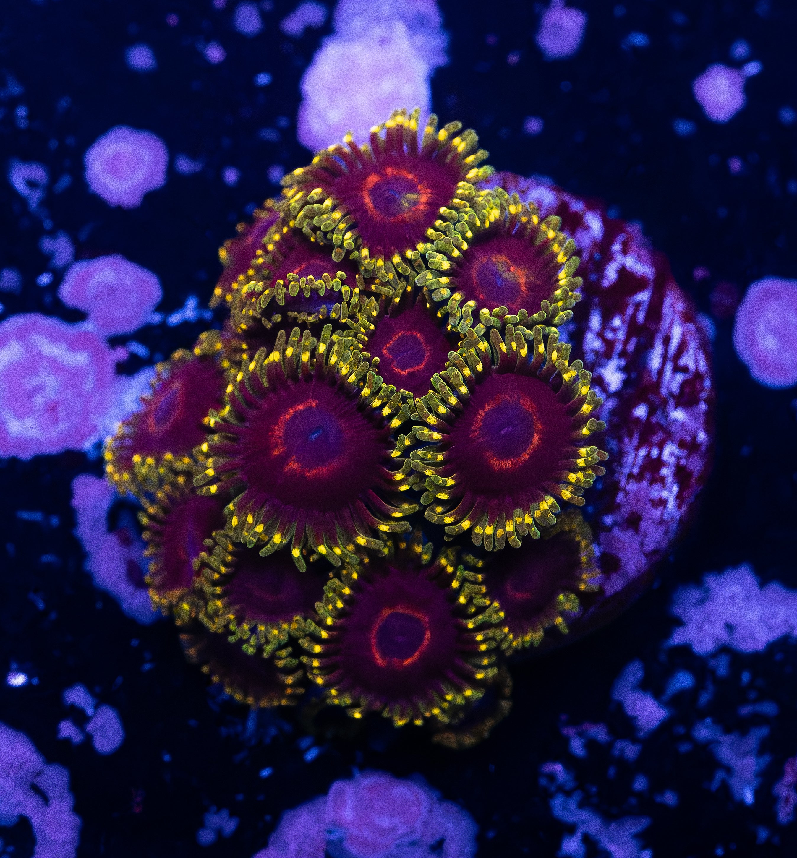 Wicked Zoas