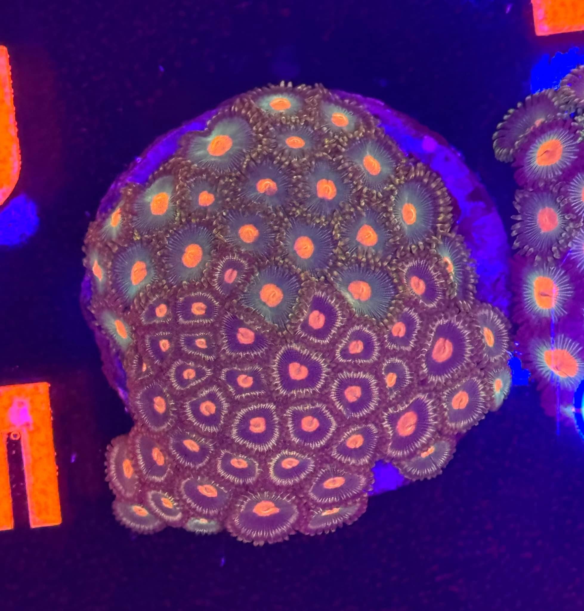 Multi Zoa Plate