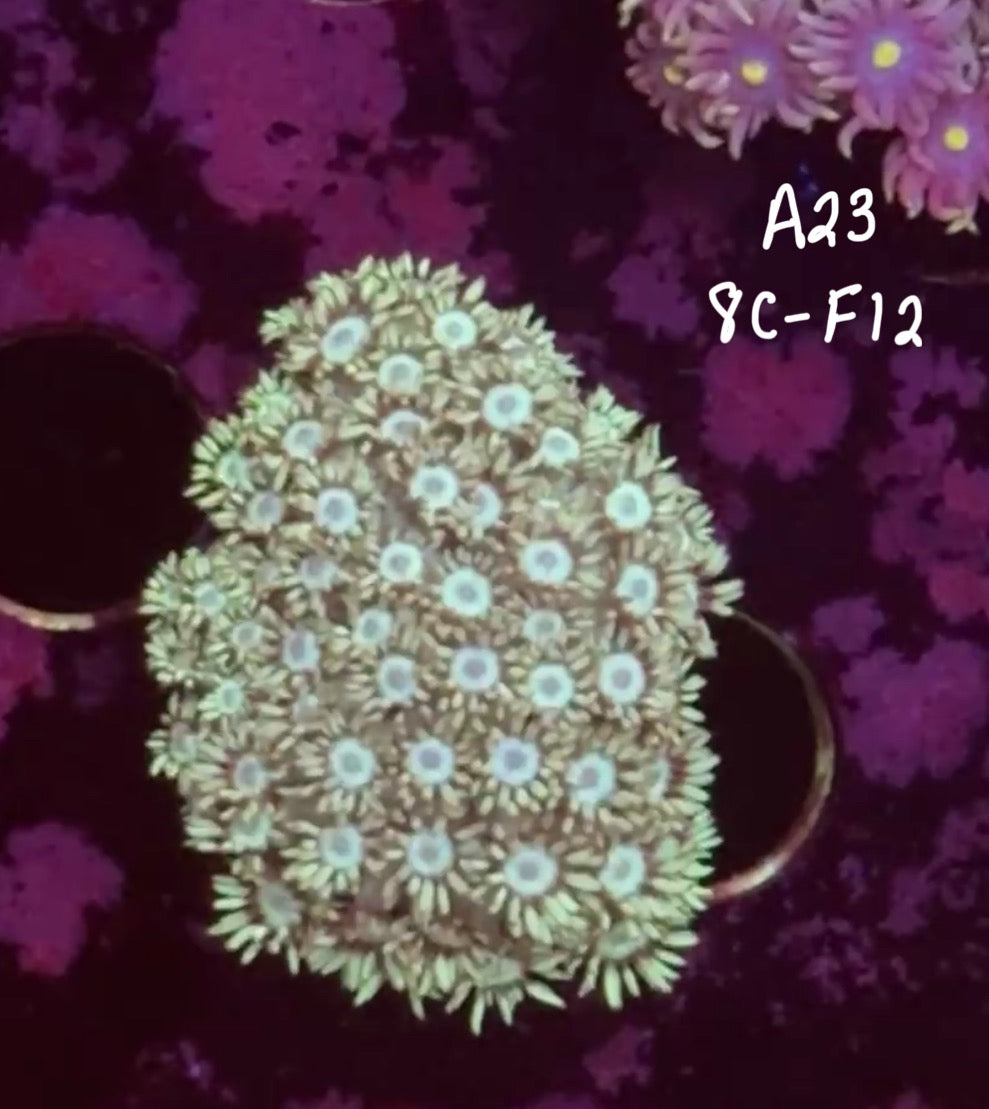 Kyle Grubb 10/25 Facebook Live Auction